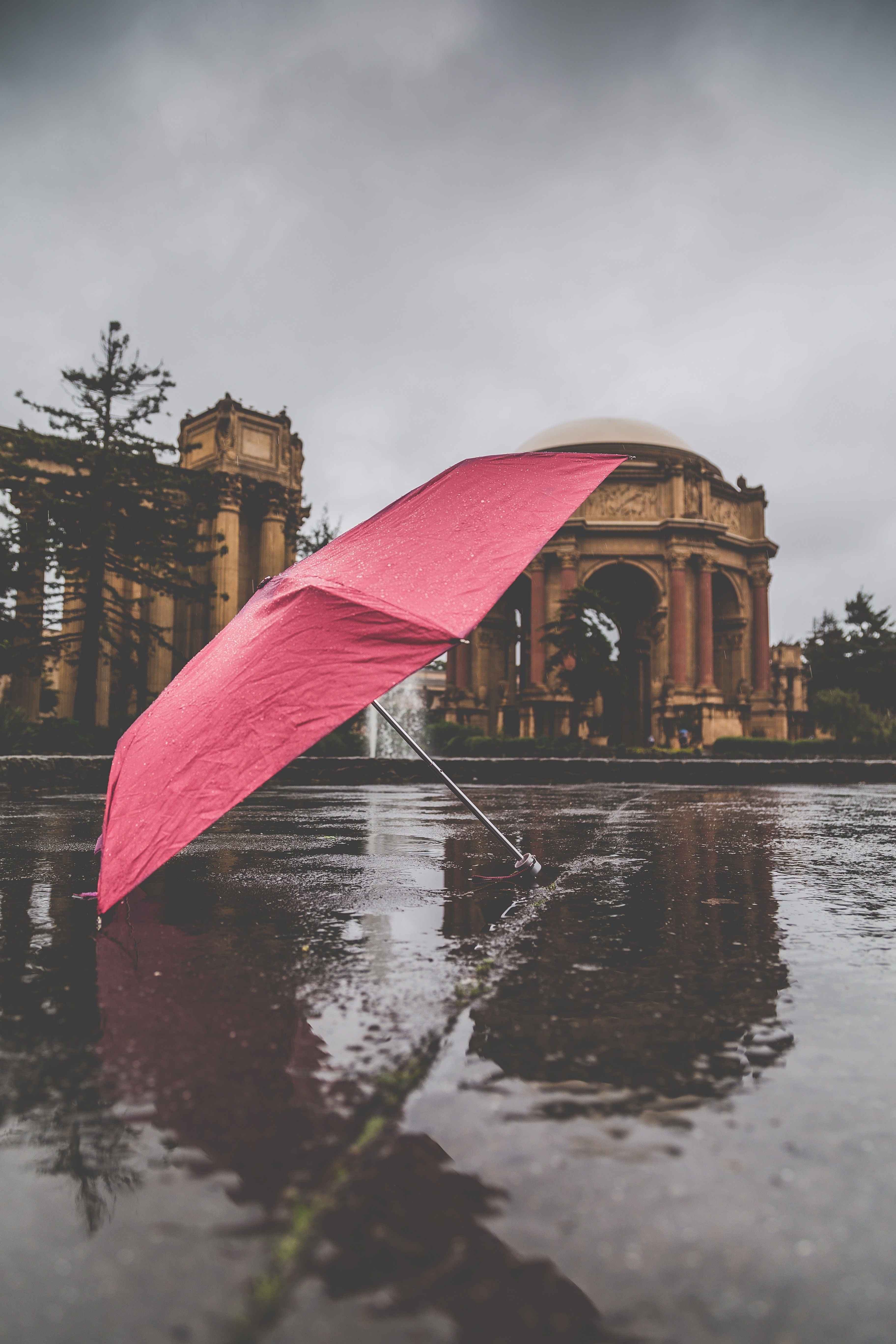 tree water rain drop and rain hd, 4k, Phone HD Wallpaper