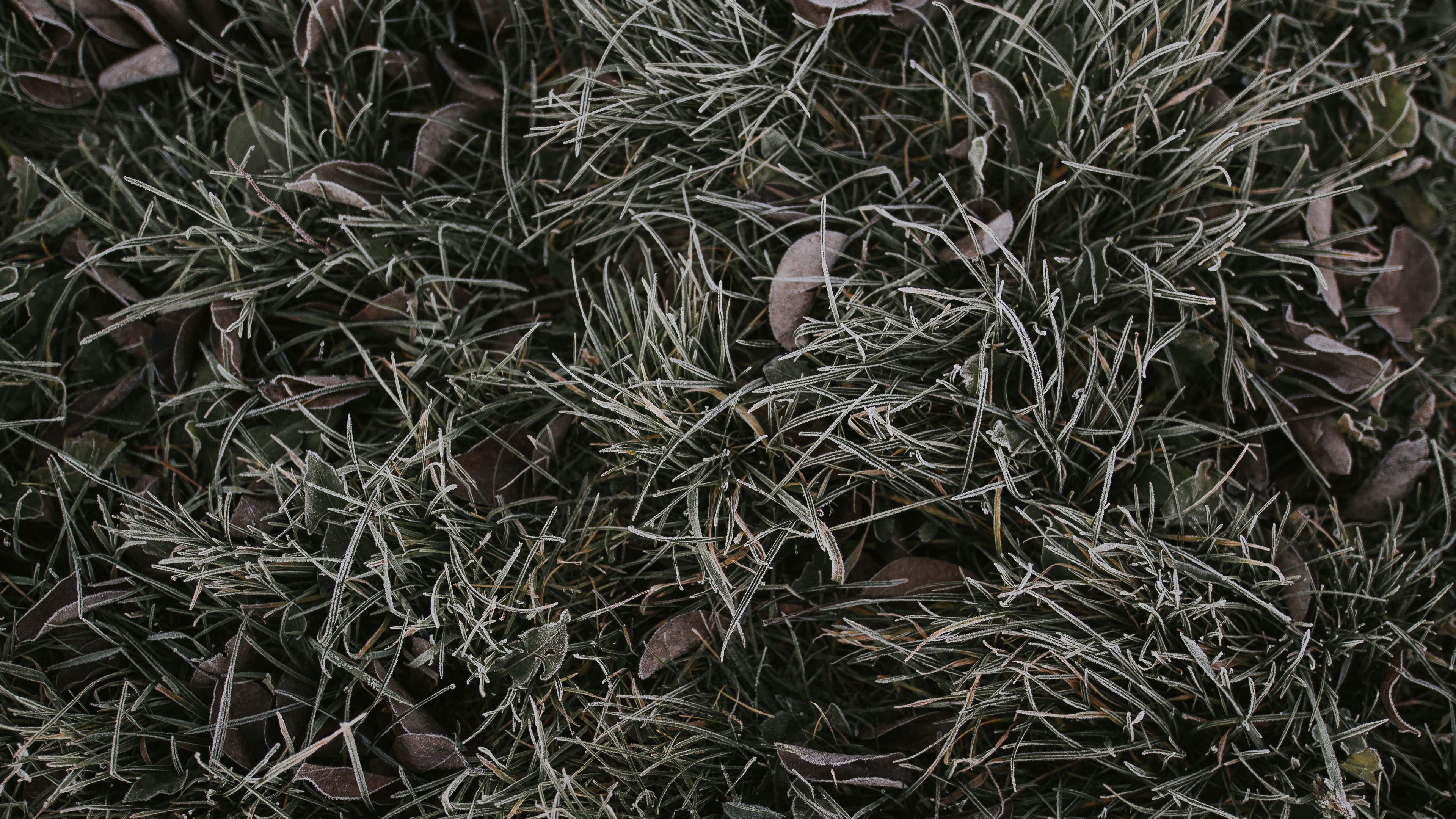 grass, foliage, hoarfrost, 4k, HD Wallpaper