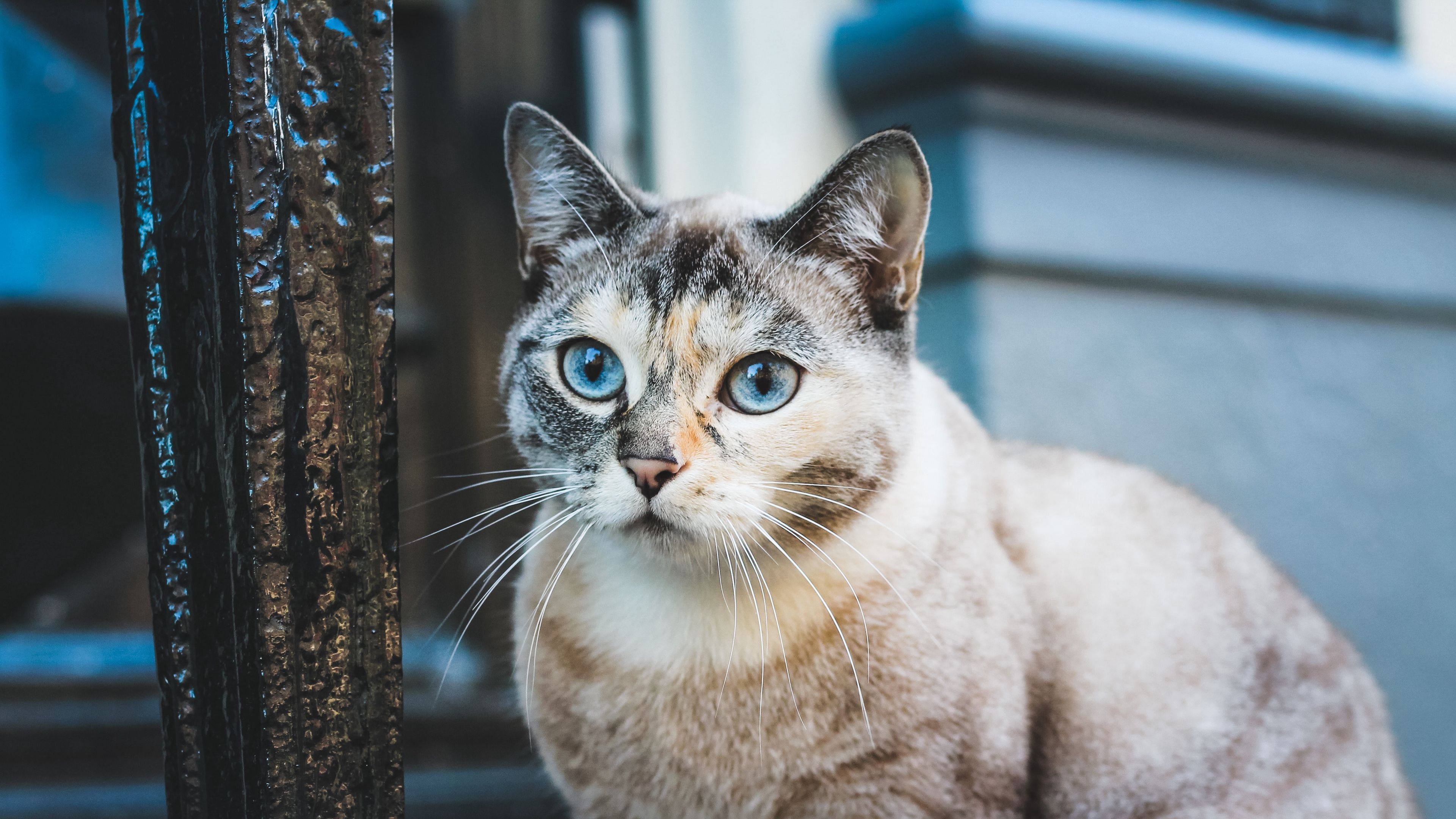 cat, spotted, look, 4k, HD Wallpaper