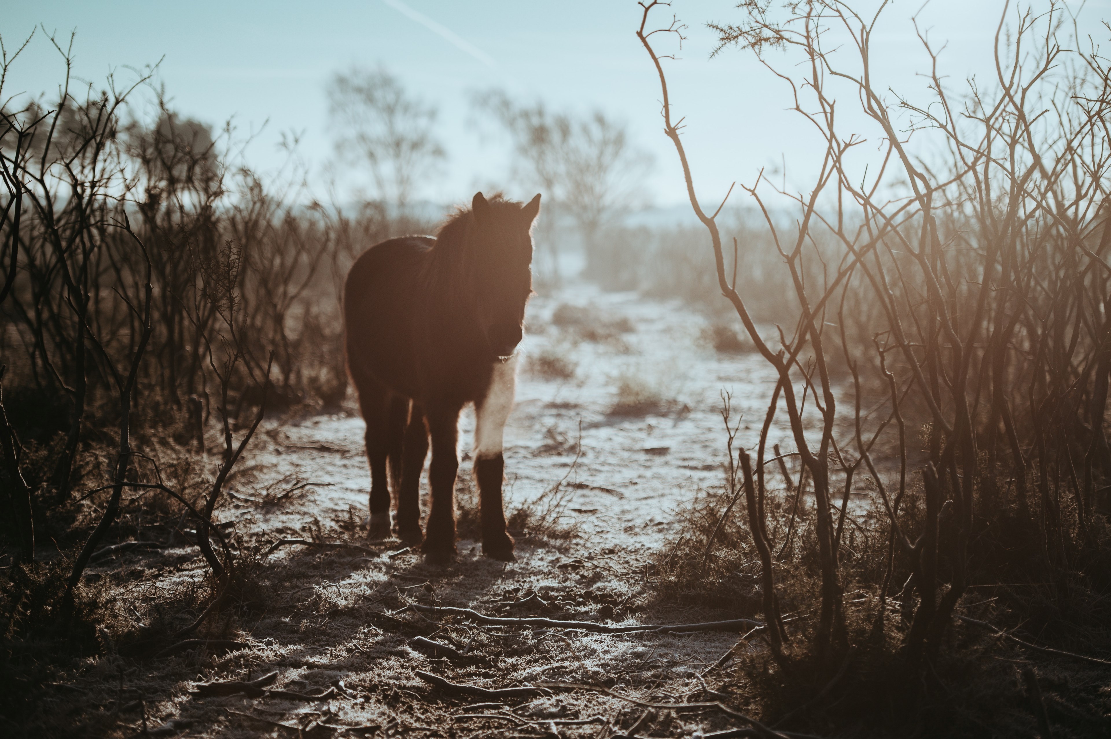 horse bush and breath 4k, HD Wallpaper