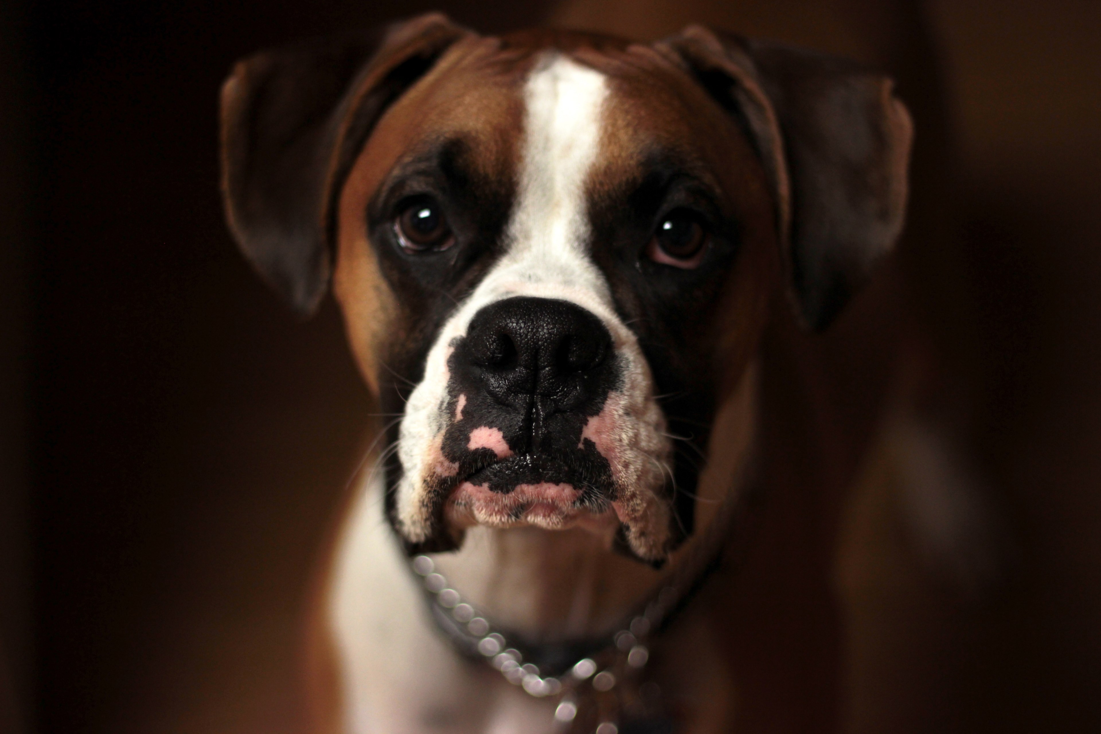 dog puppy boxer and domestic snaimal 4k, HD Wallpaper