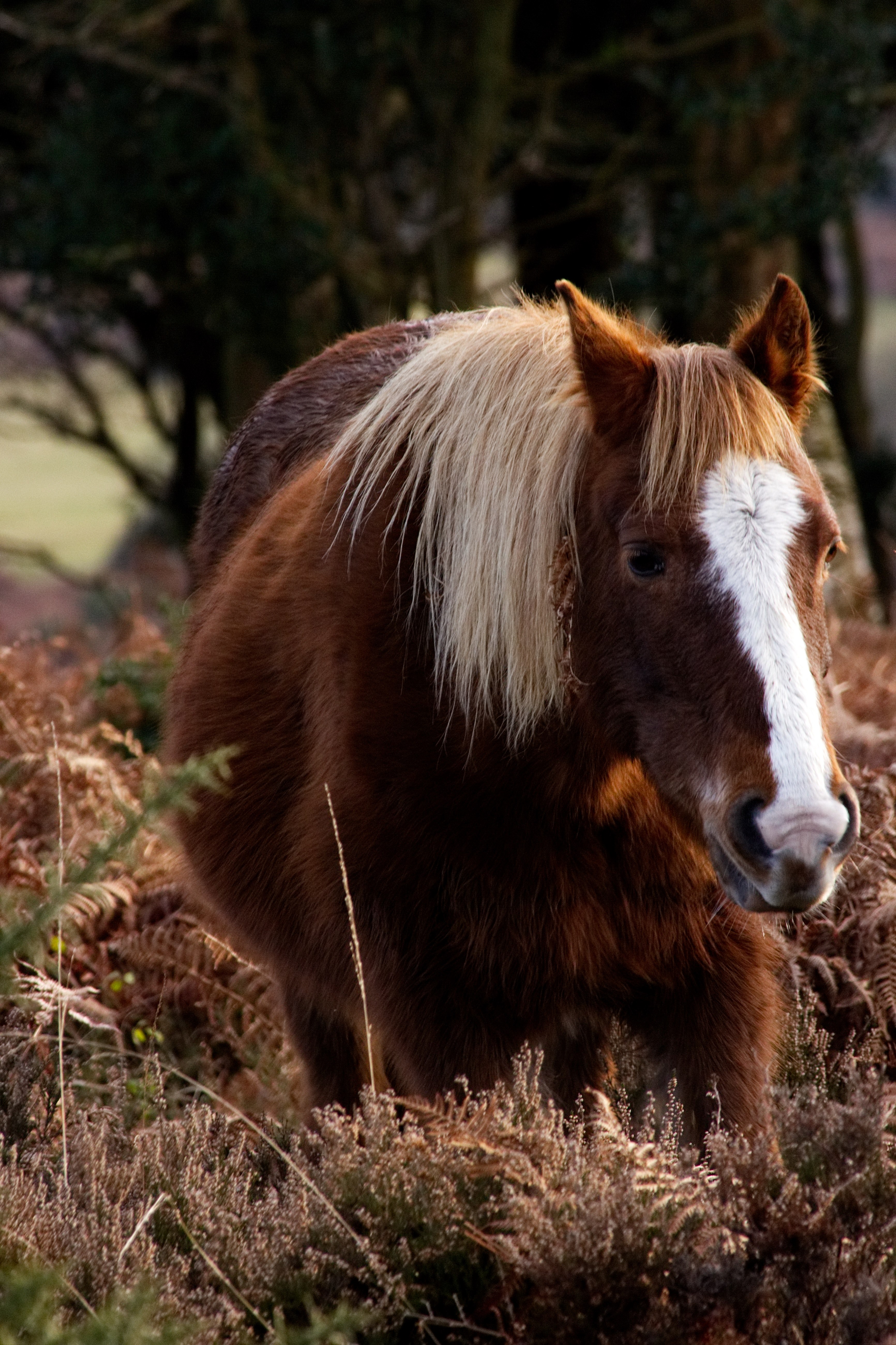 a horse with a fluffy brown coat and a white marking on its head standing in dry ferns, shaggy horse in ferns 4k, Phone HD Wallpaper