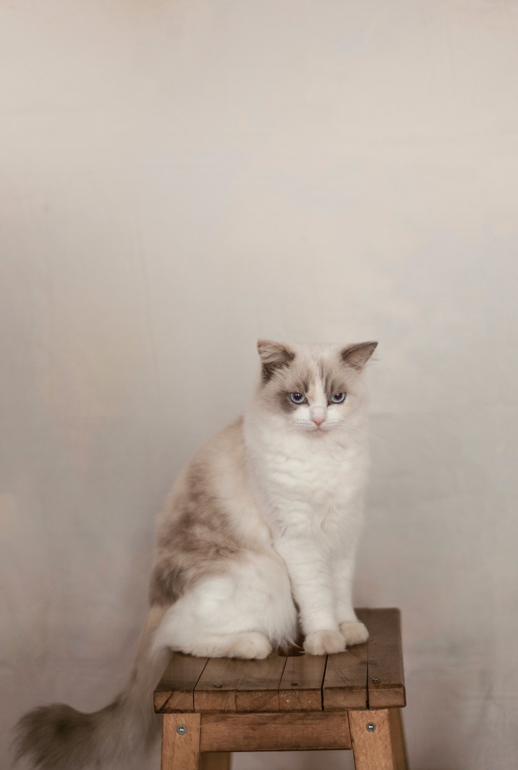 neutral ragdoll beige and cat hd, 4k Phone HD Wallpaper