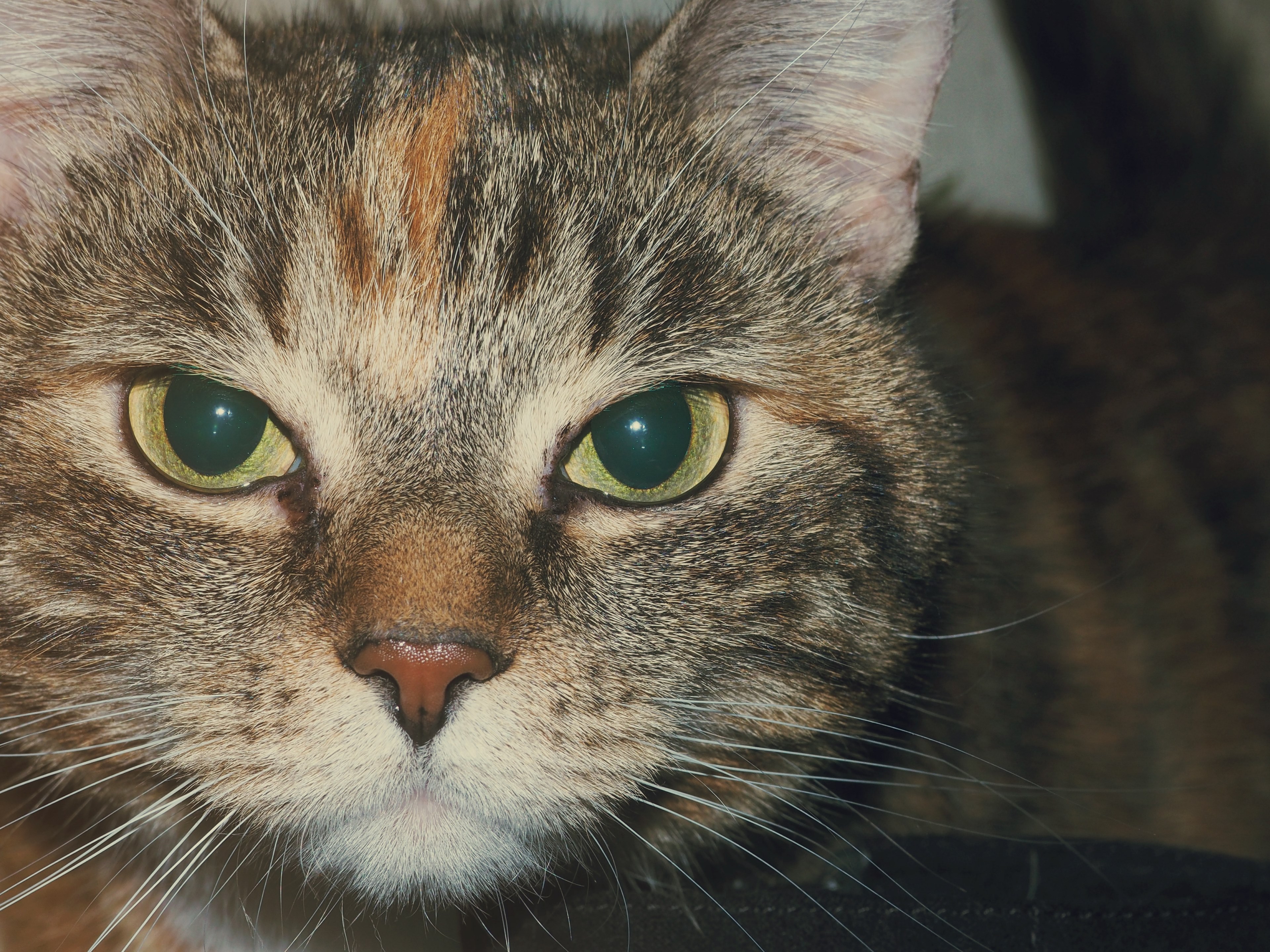 pet animal cat and eye 4k, HD Wallpaper