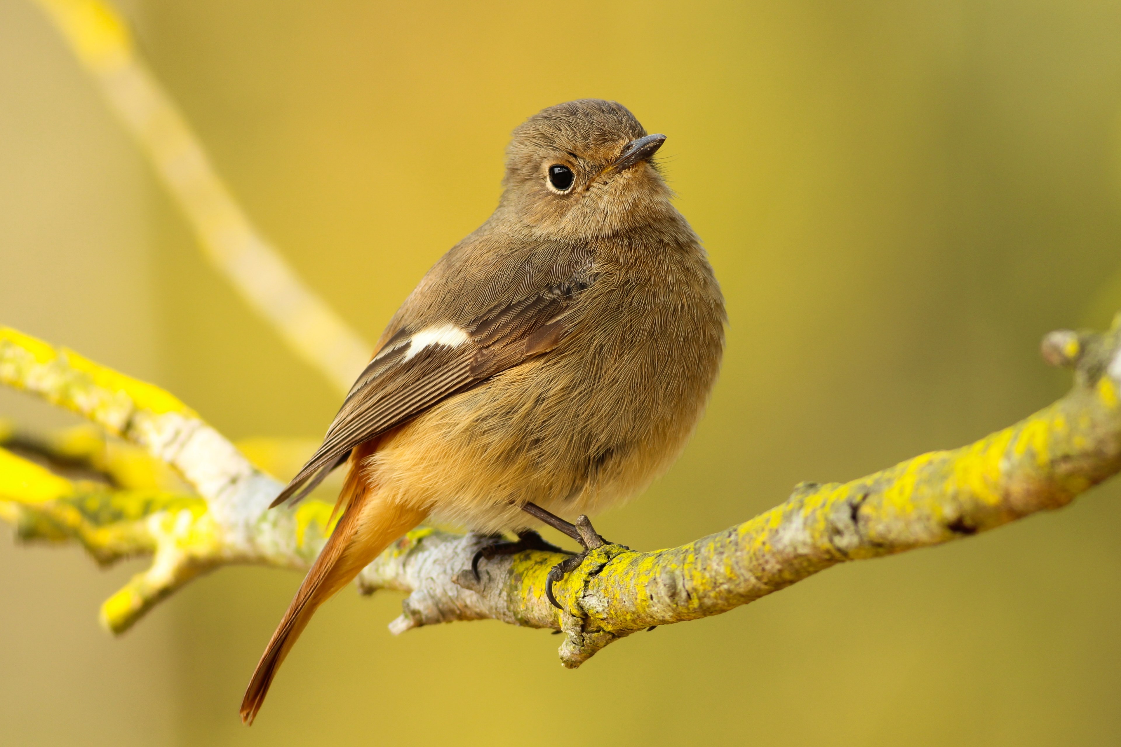 yellow twig perch and beak 4k, HD Wallpaper