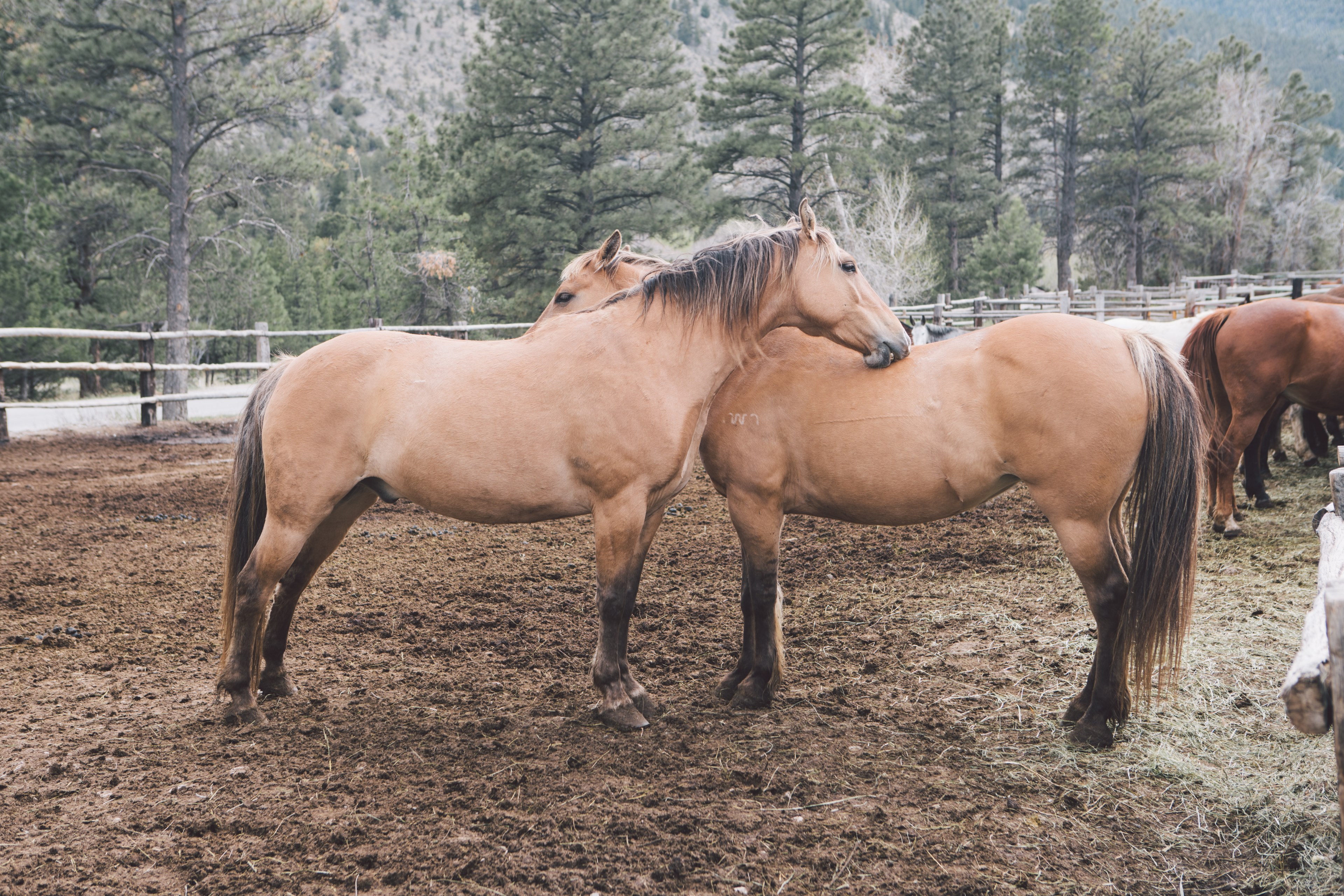 two light chestnut horses standing close to each other with more horses at the back of the enclosure, two light chestnuts 4k, HD Wallpaper