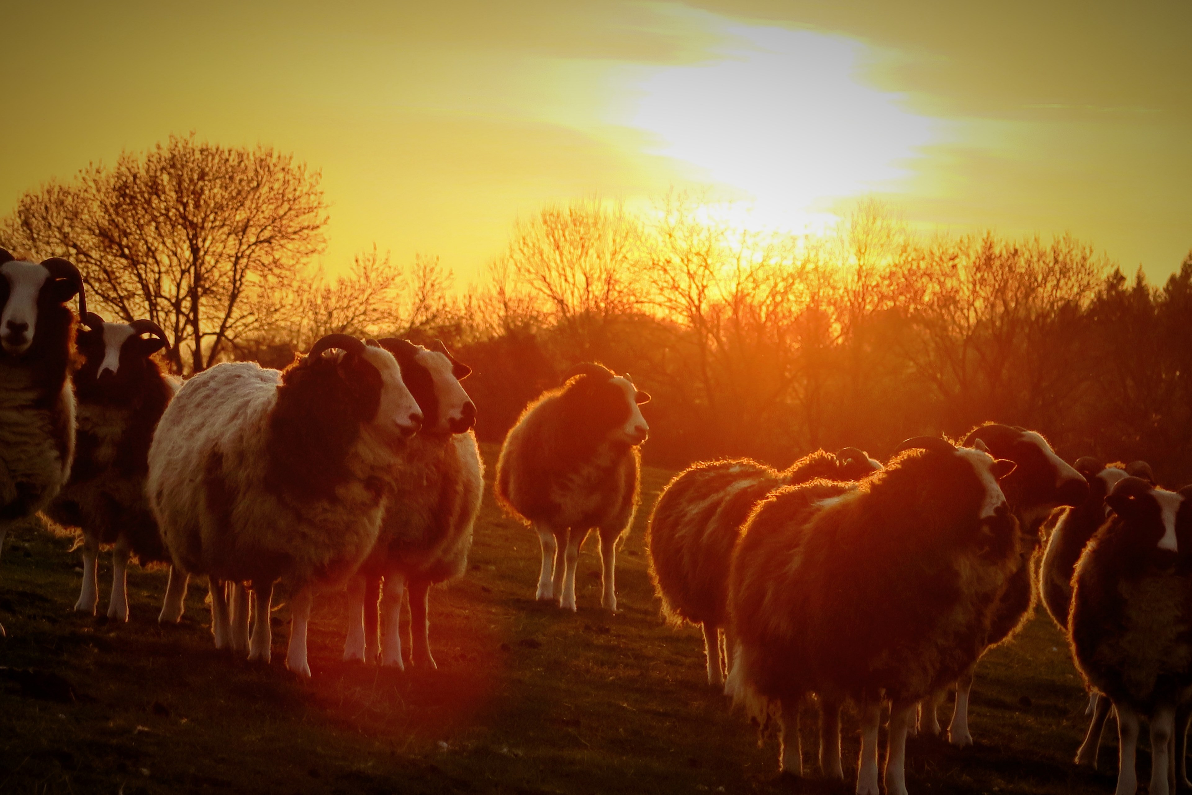 countryside magic sunset and sheep 4k, HD Wallpaper