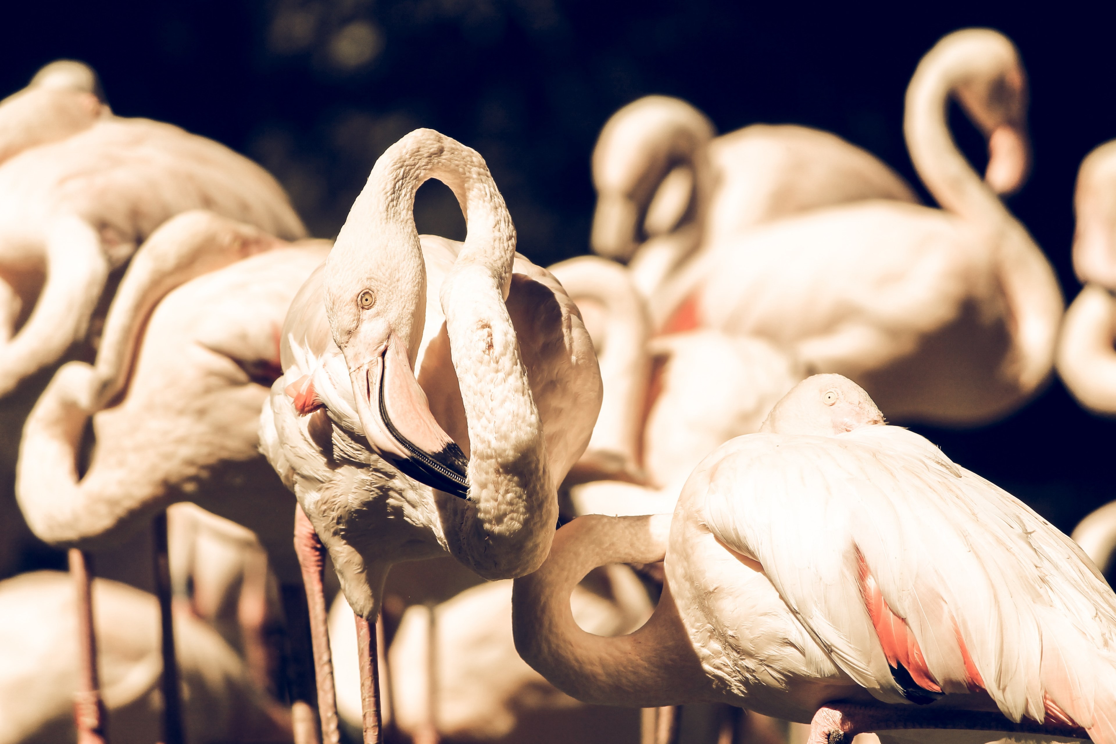flamingo bird pink and leg 4k, HD Wallpaper