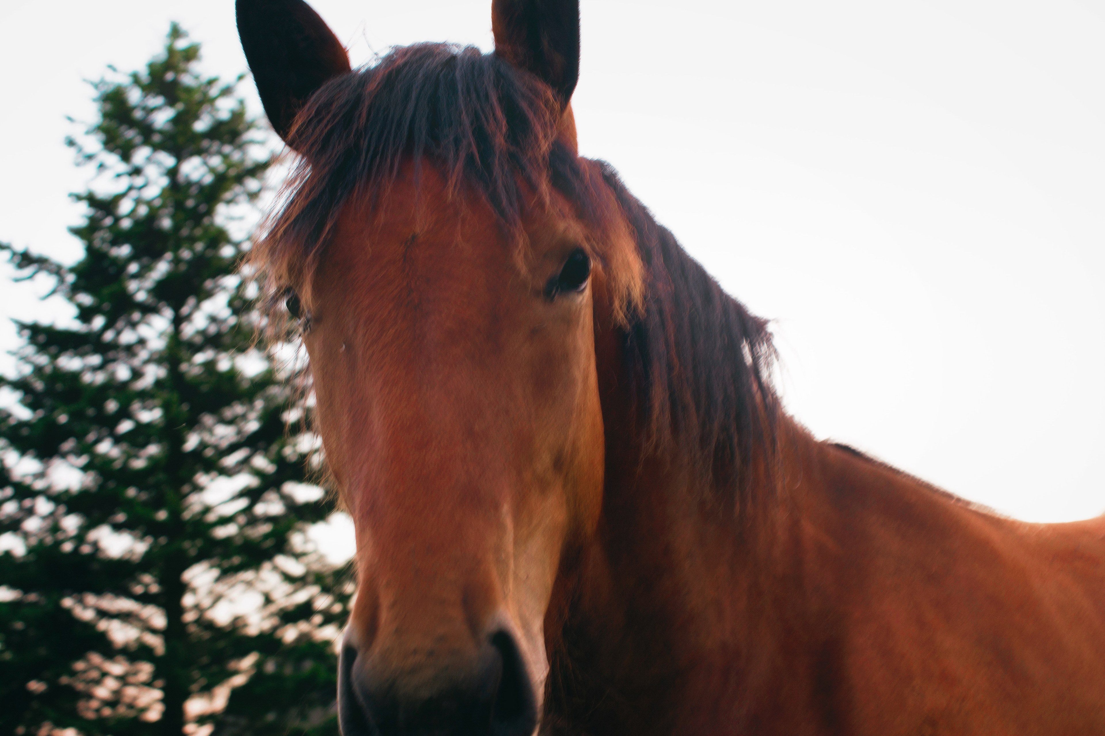 horse brown outdoor and pet 4k, HD Wallpaper