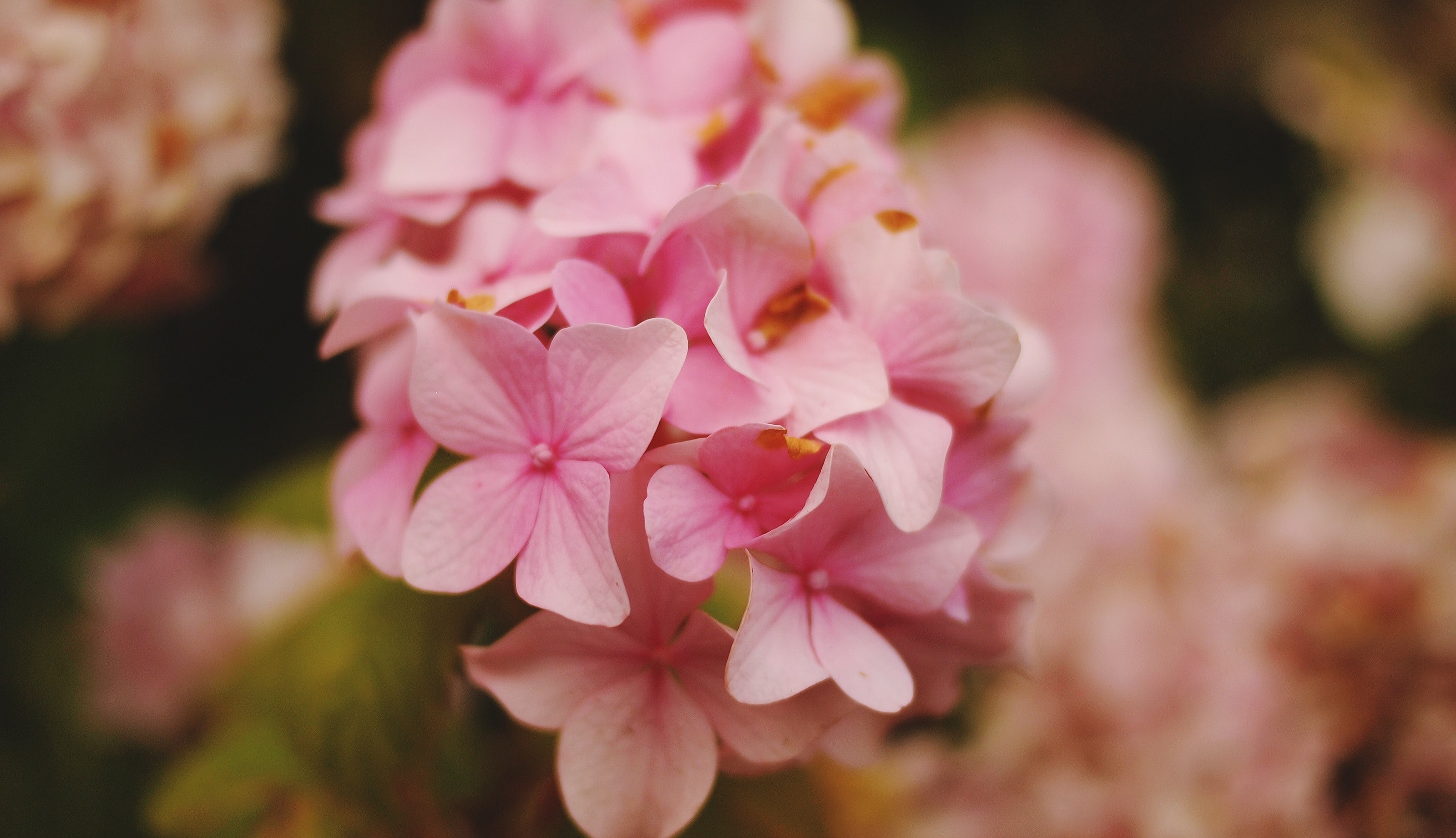 plant green nature and romantic 4k, HD Wallpaper
