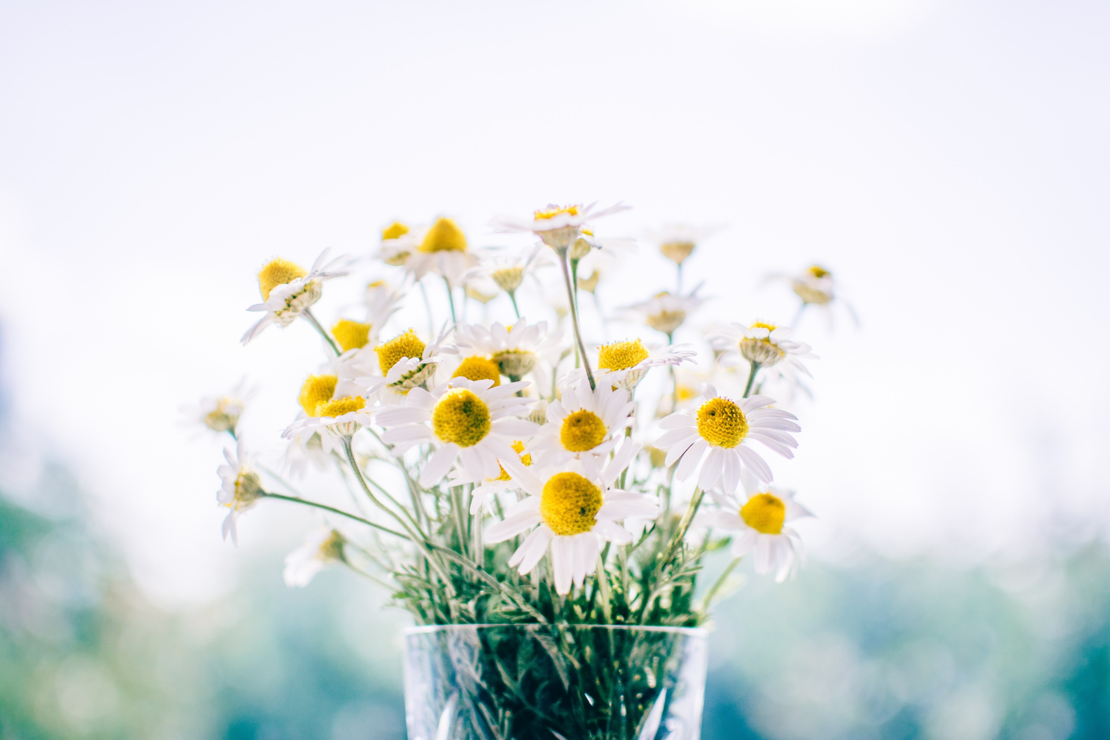 a glass vase holding a large bunch of chamomile flowers, fresh cut chamomile 4k, HD Wallpaper