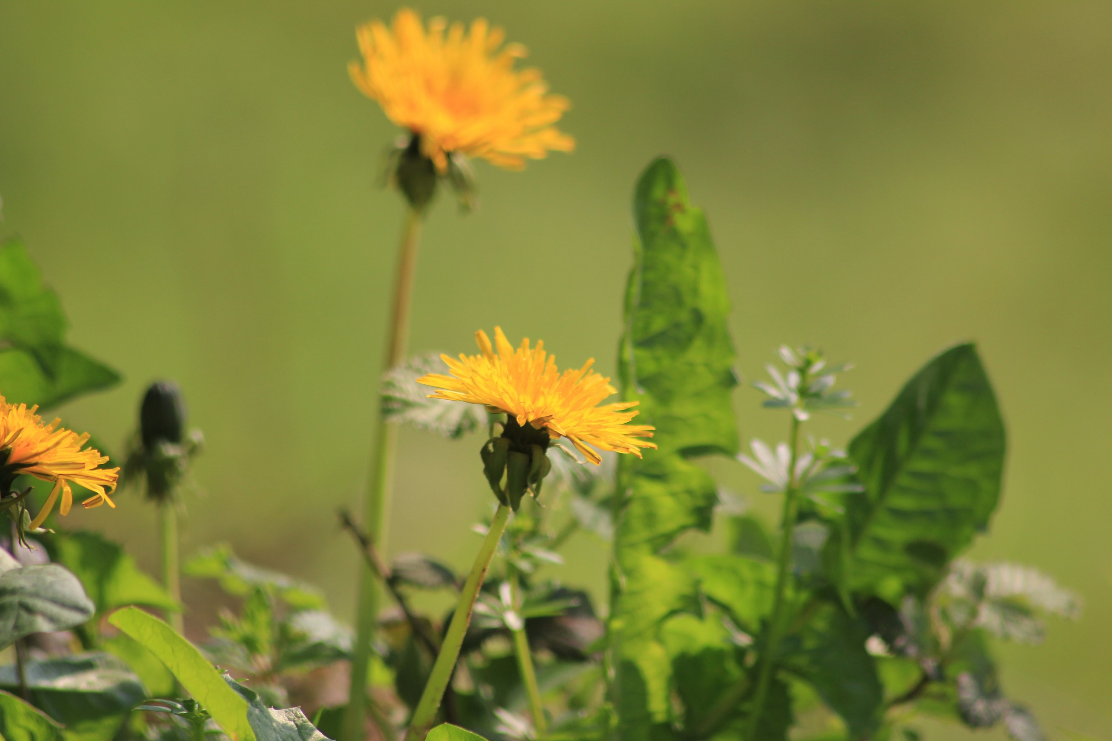 outdoor flower lifestyle and pollen 4k, HD Wallpaper