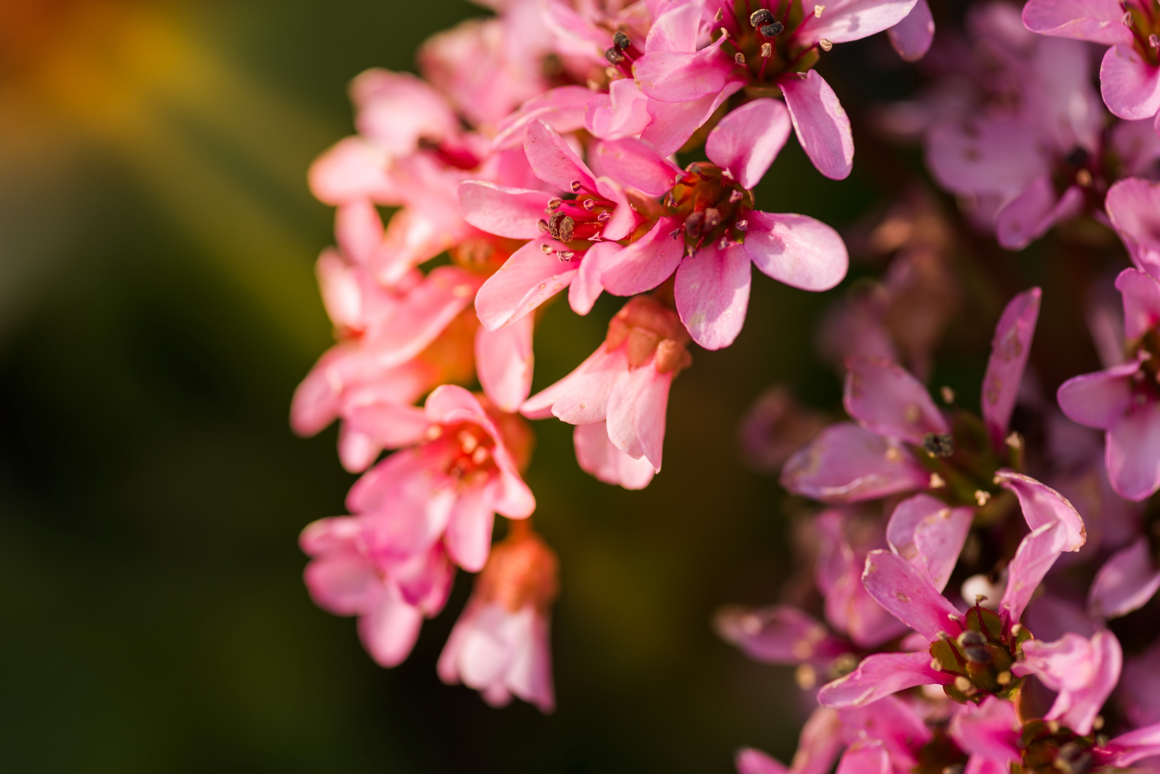 close up of a cluster of pink flowers, pink flower cluster 4k, HD Wallpaper