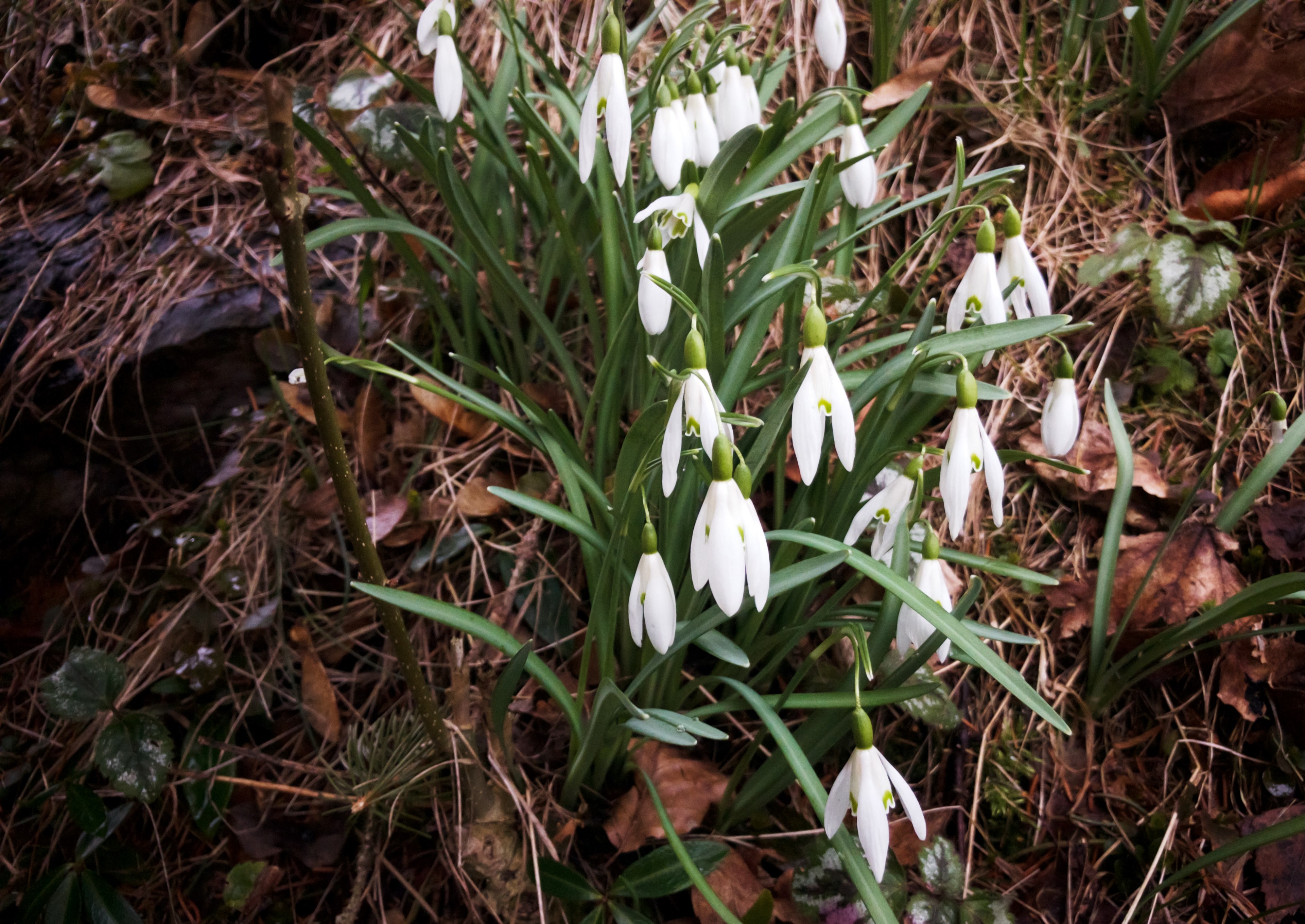 snowdrop 4k, HD Wallpaper