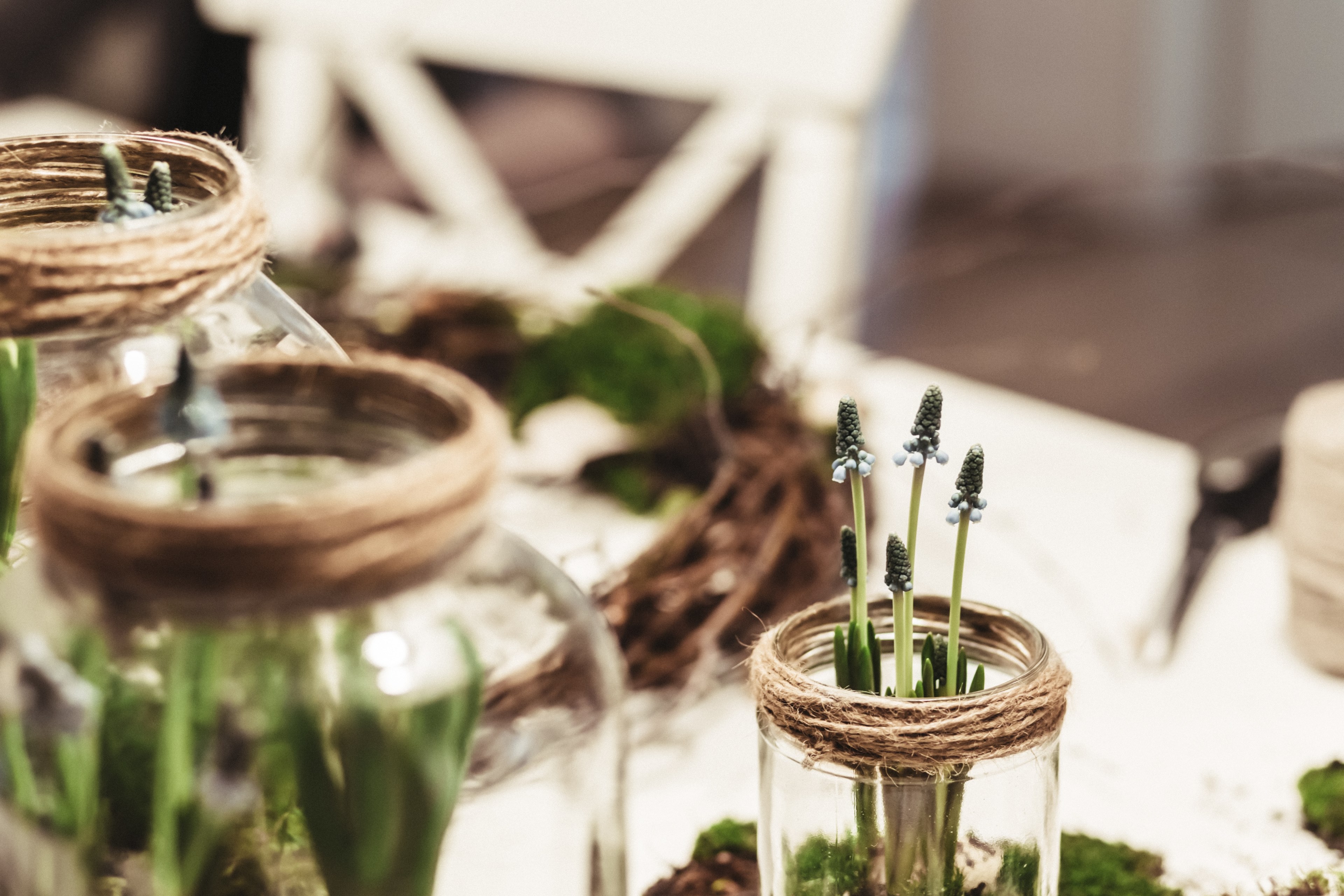 glass jar with string rim and plant stems growing in olsztyn in spring, young hyacinths 4k, HD Wallpaper
