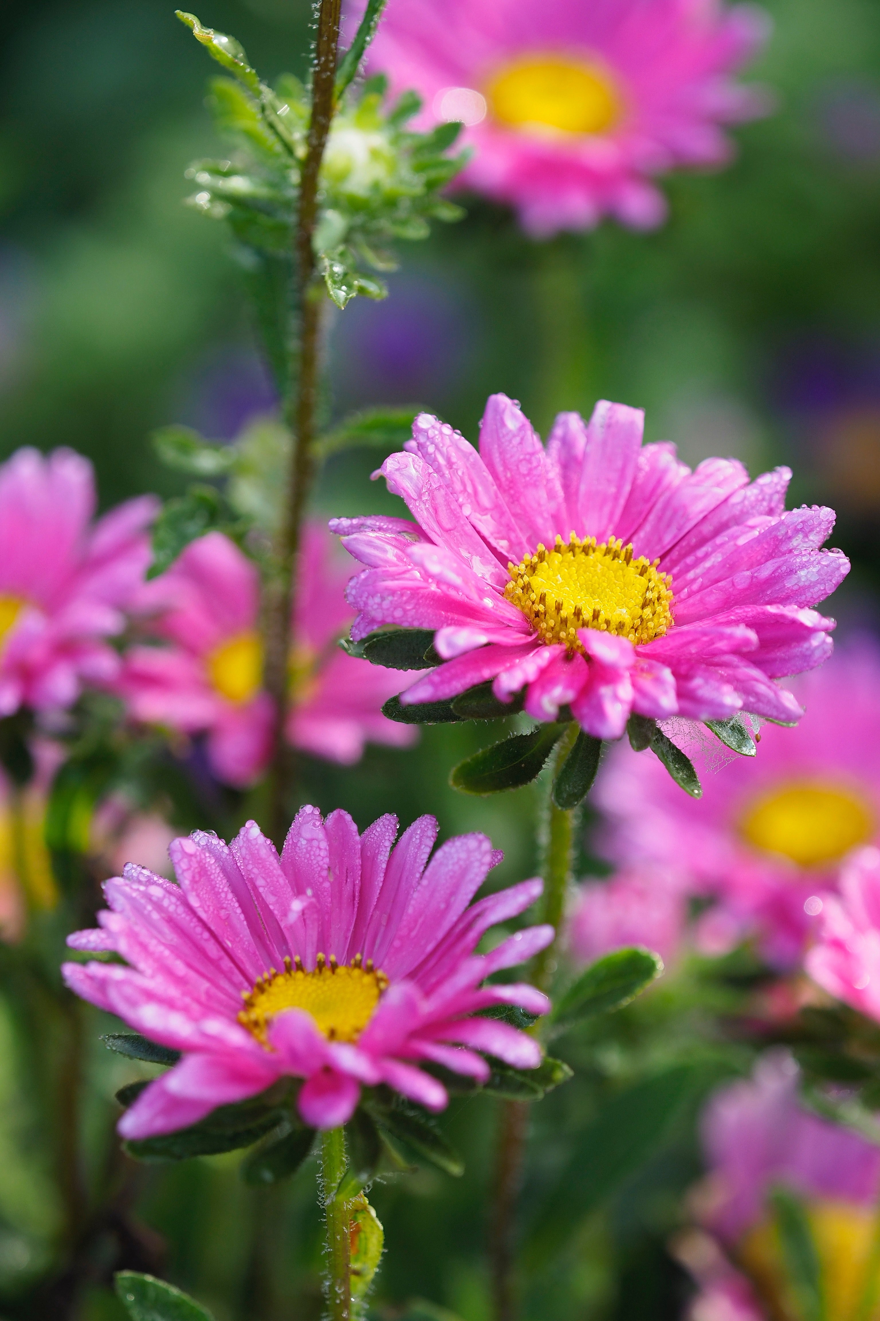 flower pink petal and plant hd, 4k, Phone HD Wallpaper