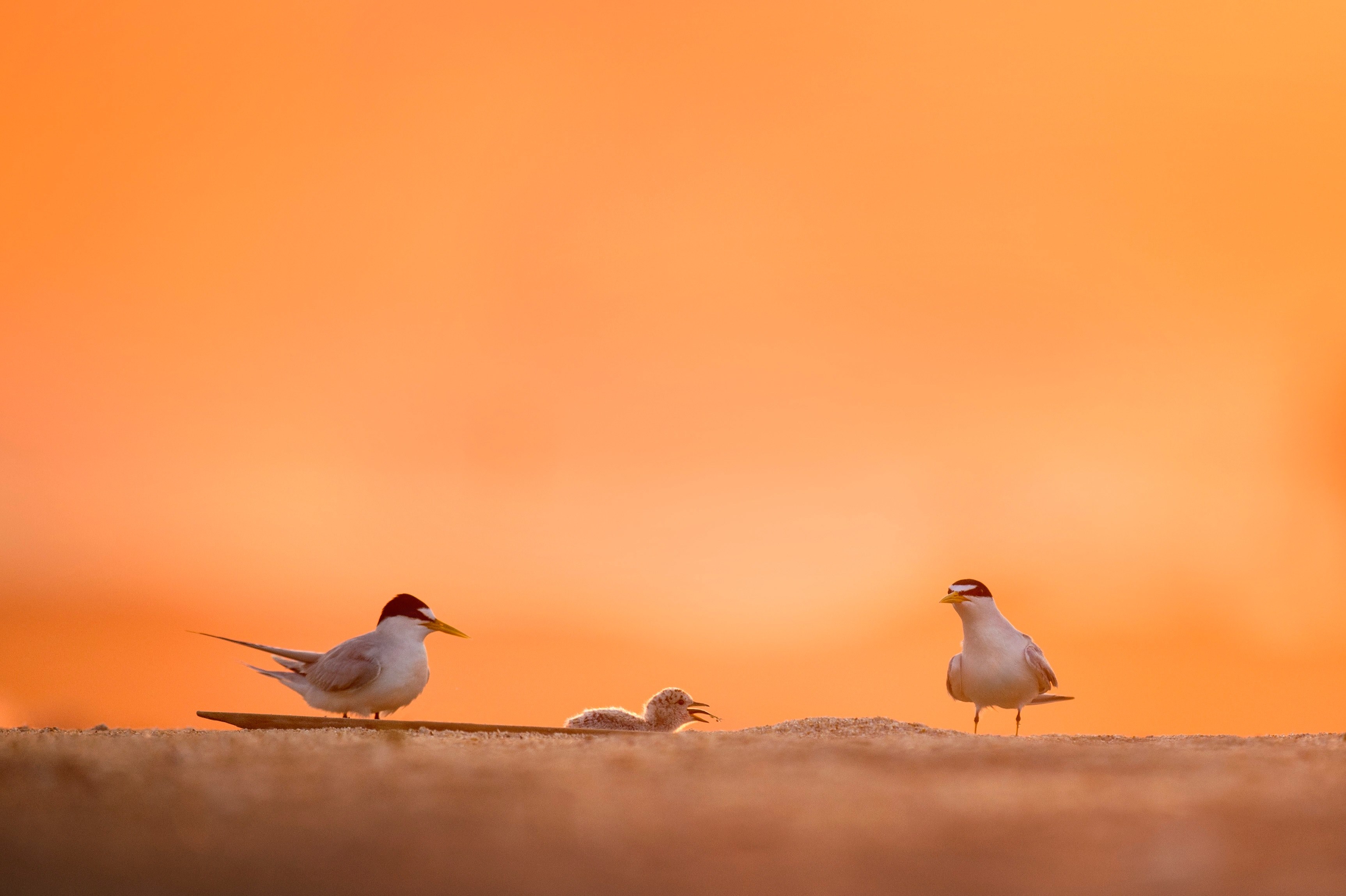 two birds feeding a baby bird on sand beach during sunrise at belmar, baby bird getting fed 4k, HD Wallpaper