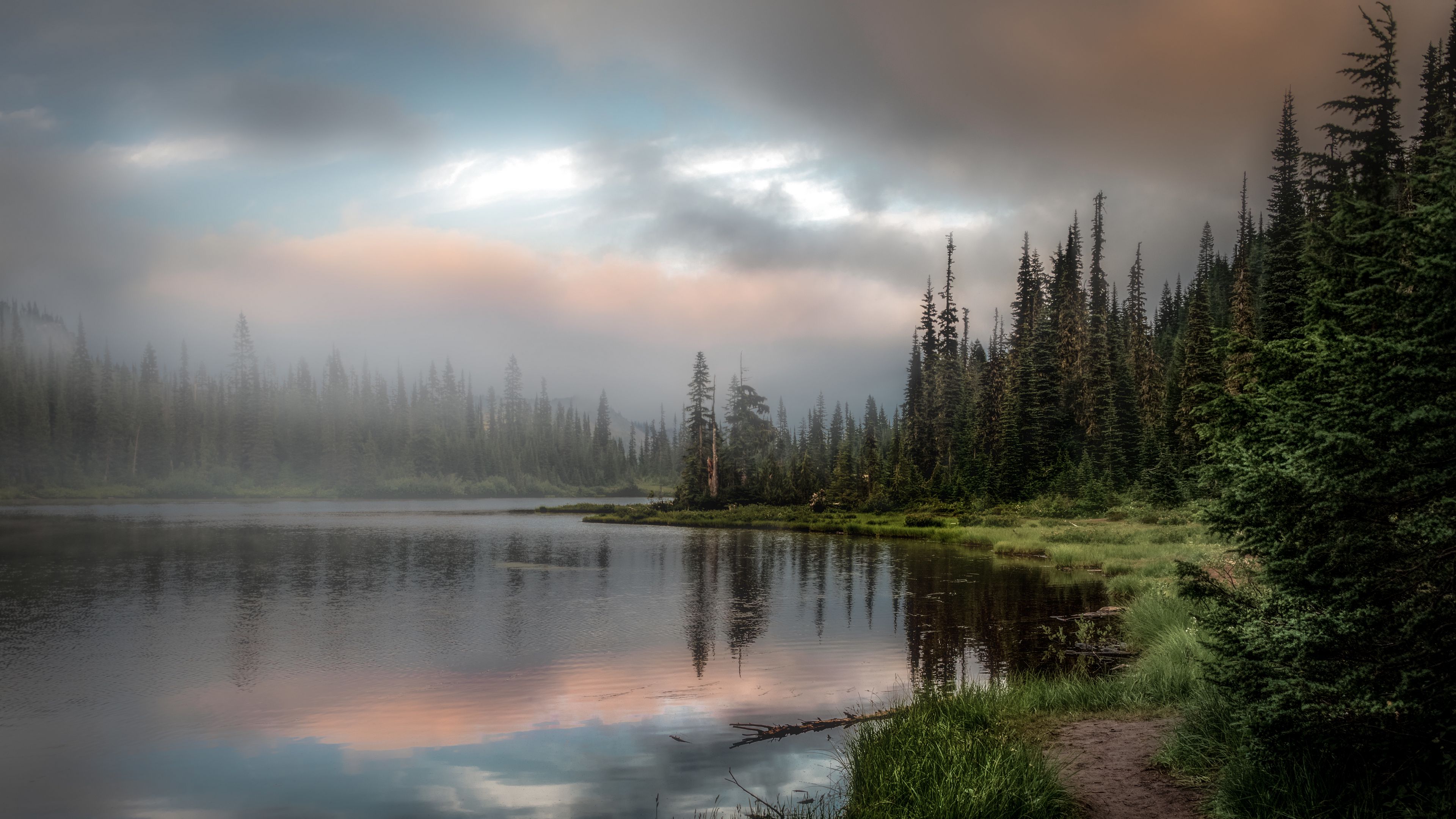 forest, lake, grass, spruce, 4k, HD Wallpaper
