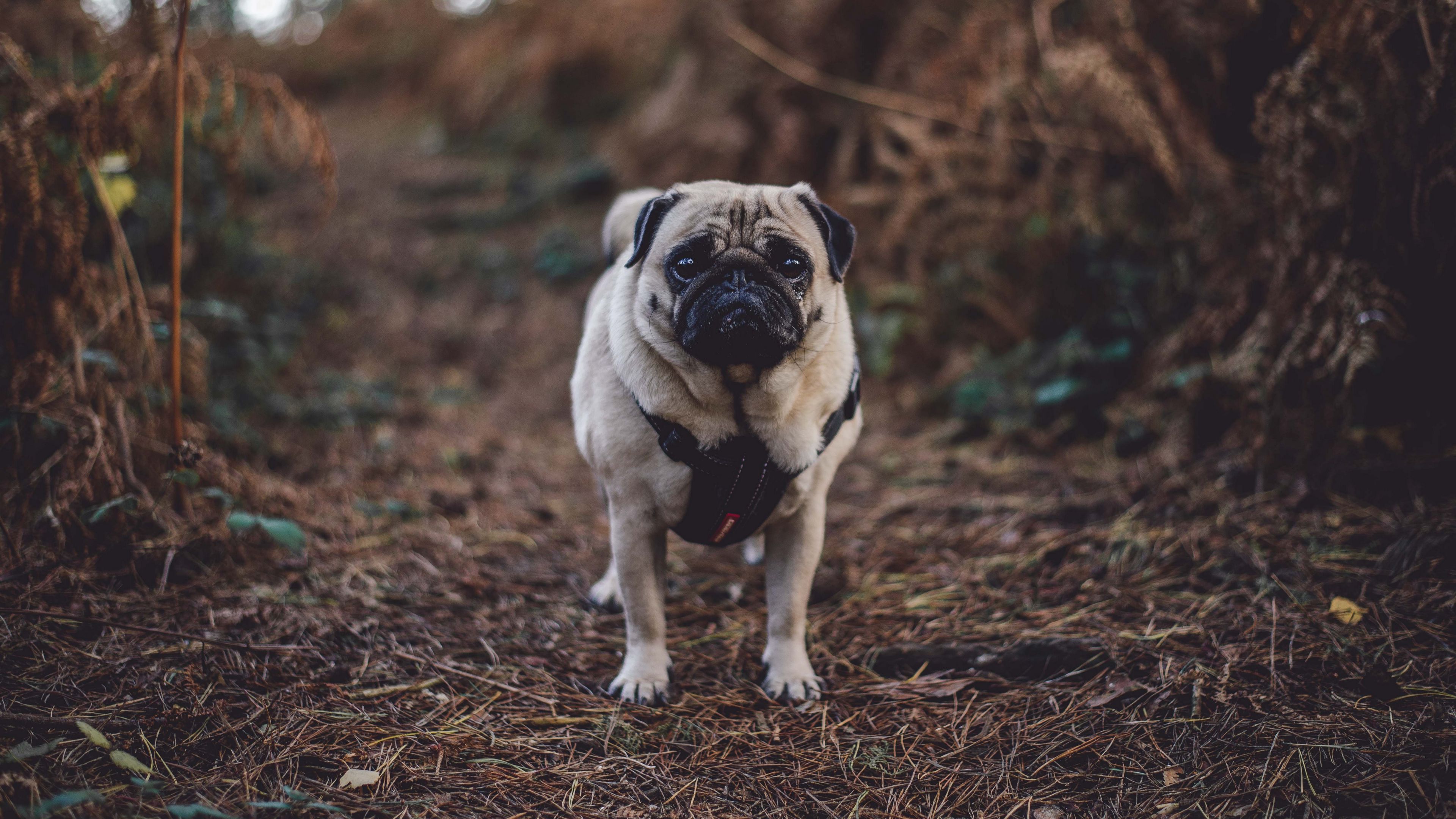 pug, dog, walk, 4k, HD Wallpaper