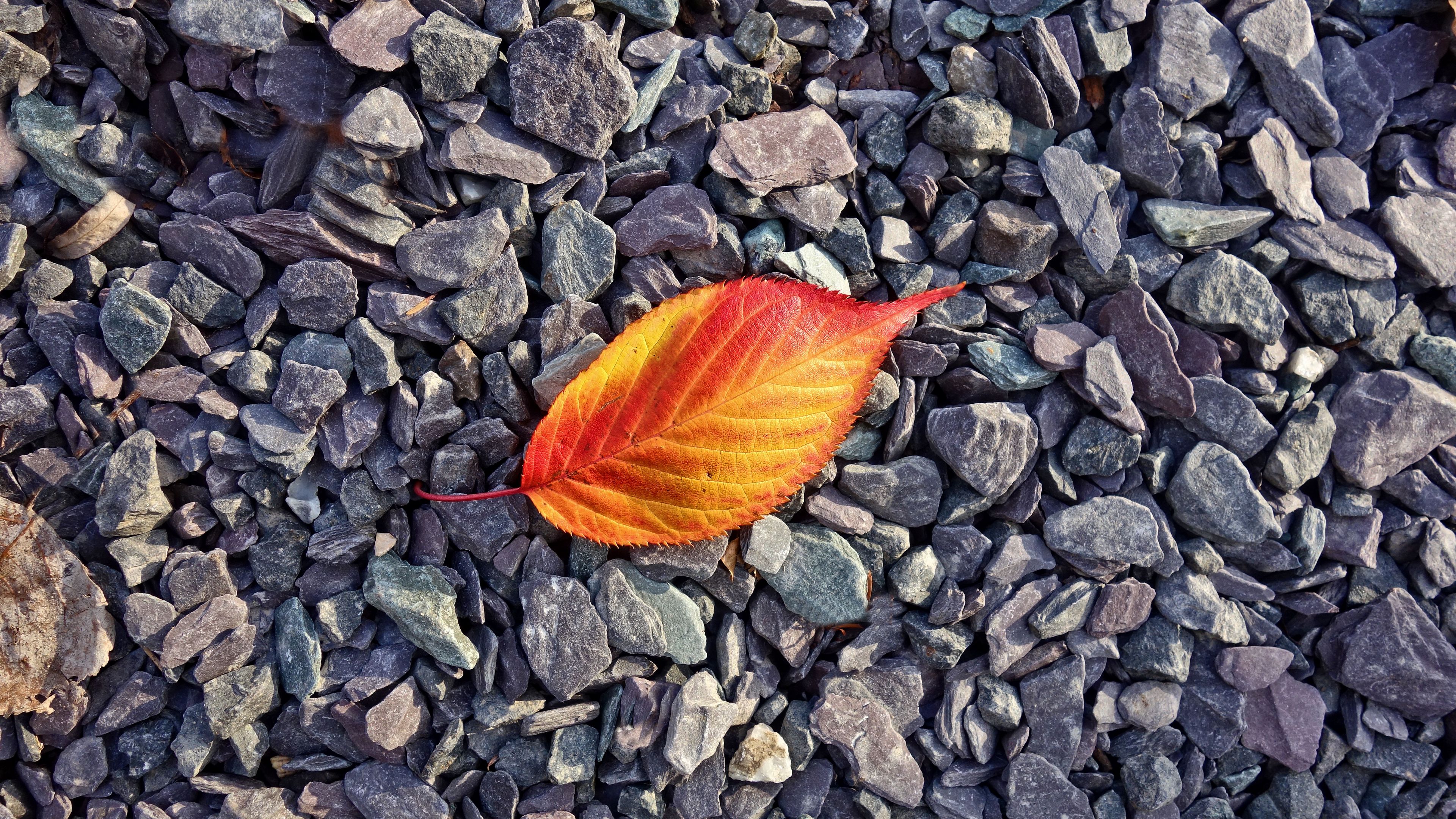 leaf, stones, autumn, 4k, HD Wallpaper