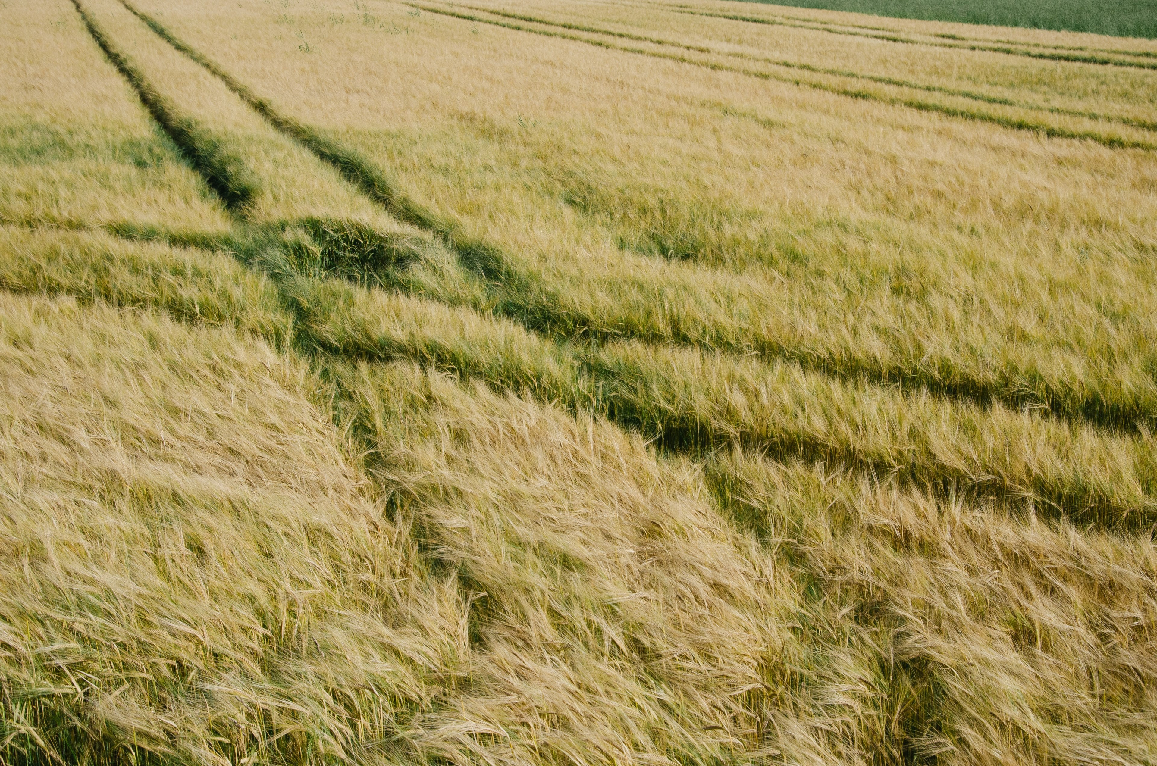 tractor tracks make a cross section in a grassy field, tracks in farmland 4k, HD Wallpaper