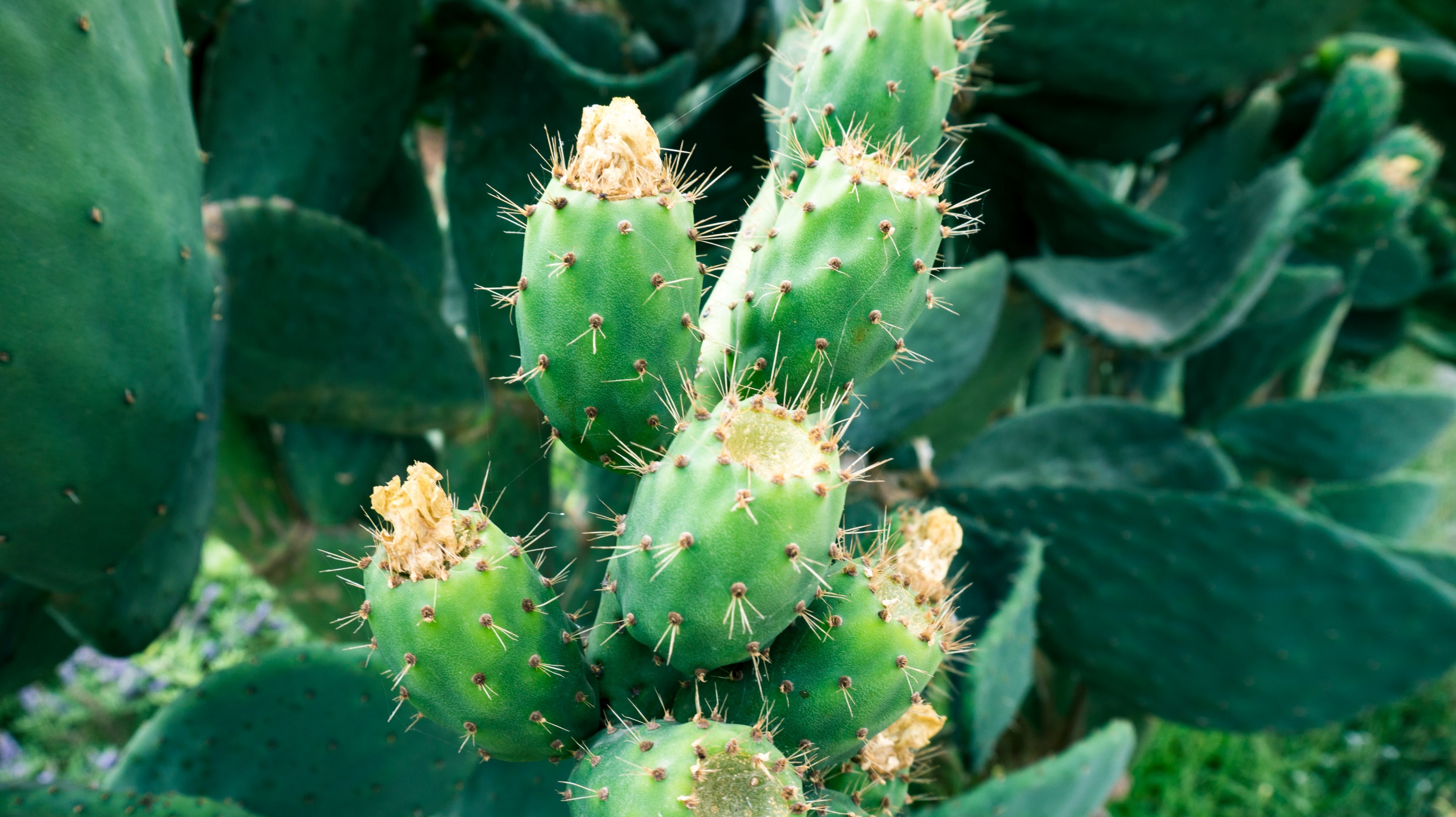 cactu plant nature and green 4k, HD Wallpaper