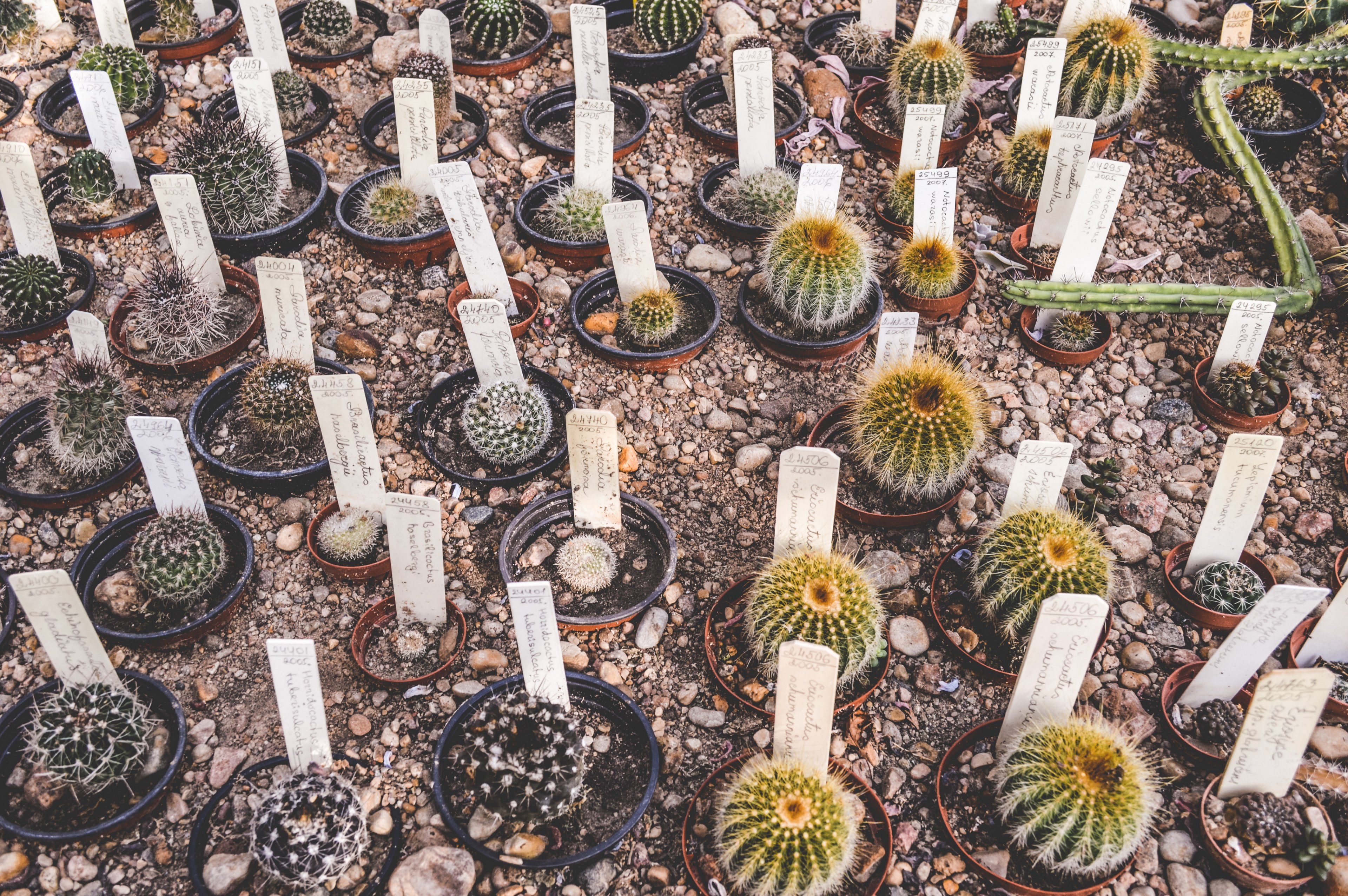 cactu pot cacti and arrid 4k, HD Wallpaper