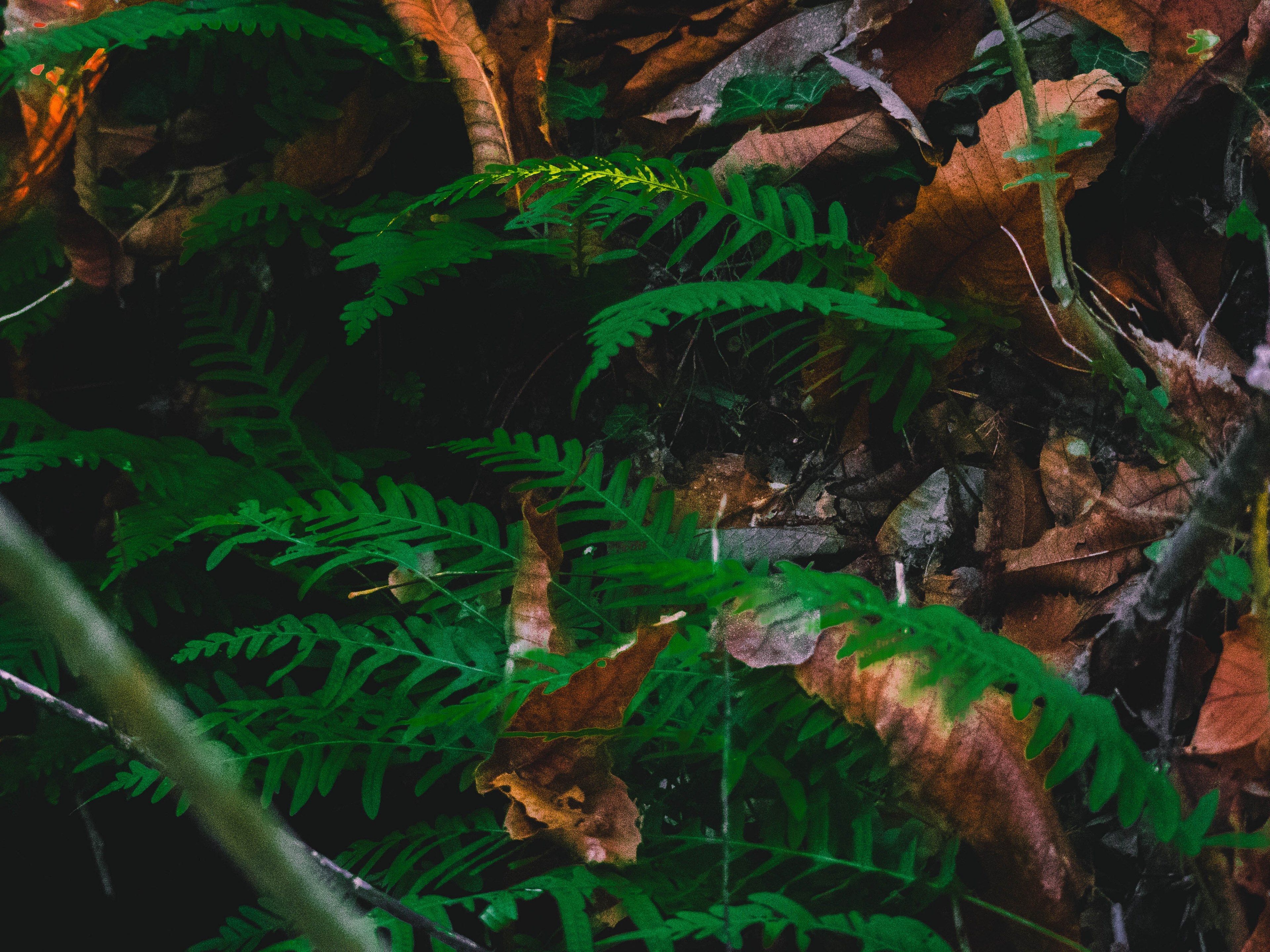 moody wood branch and forest 4k, HD Wallpaper