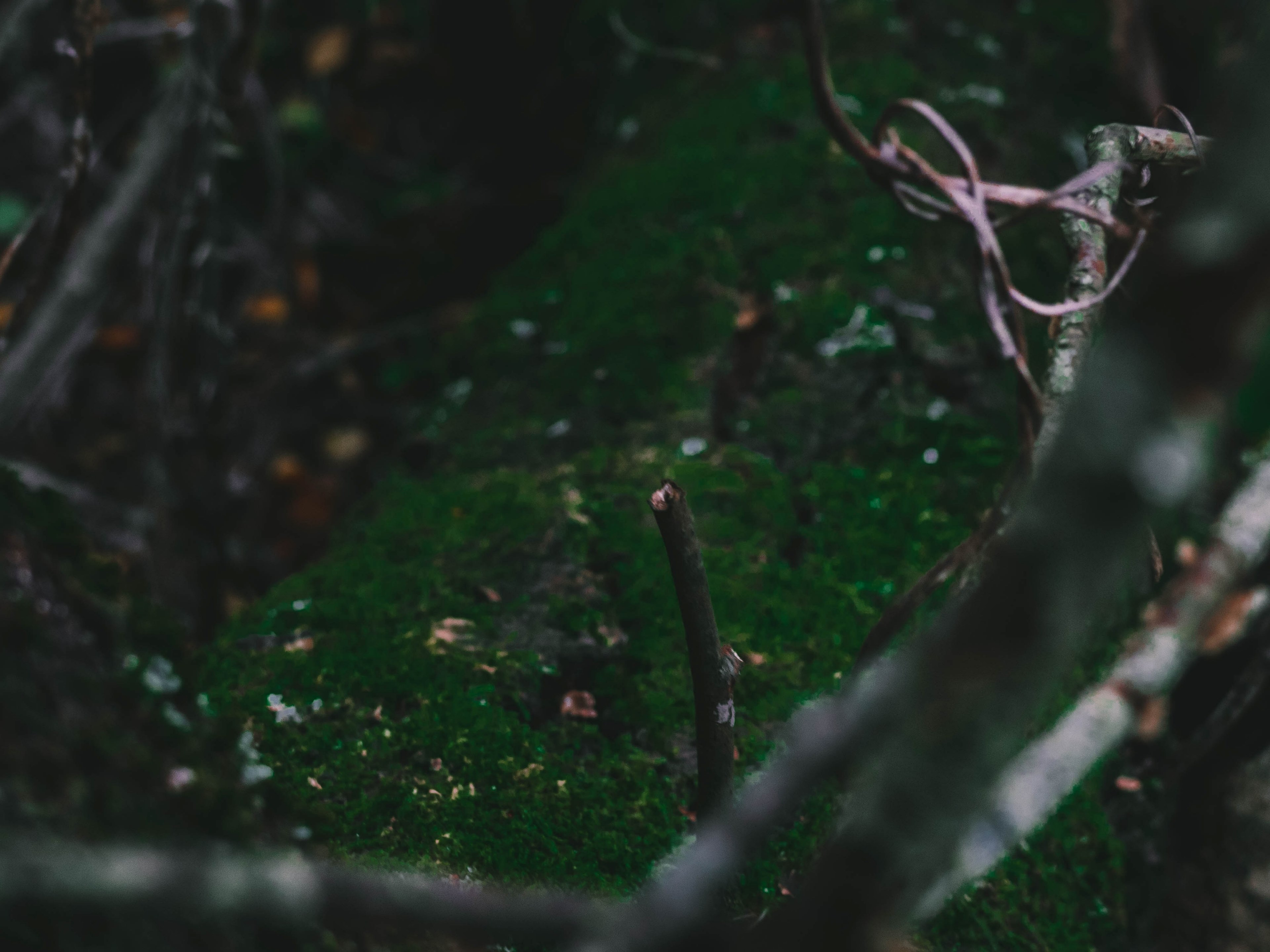nature jungle focu and blacktone 4k, HD Wallpaper