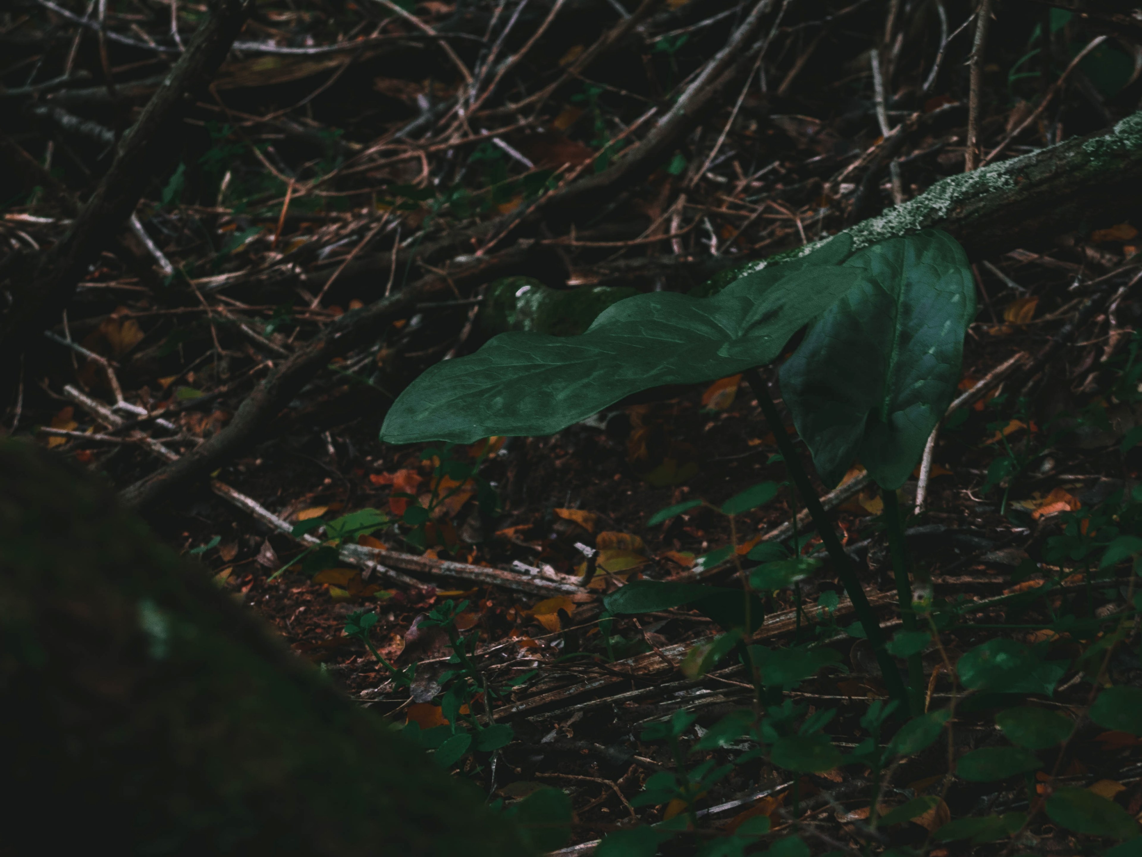 the jungle 4k, HD Wallpaper