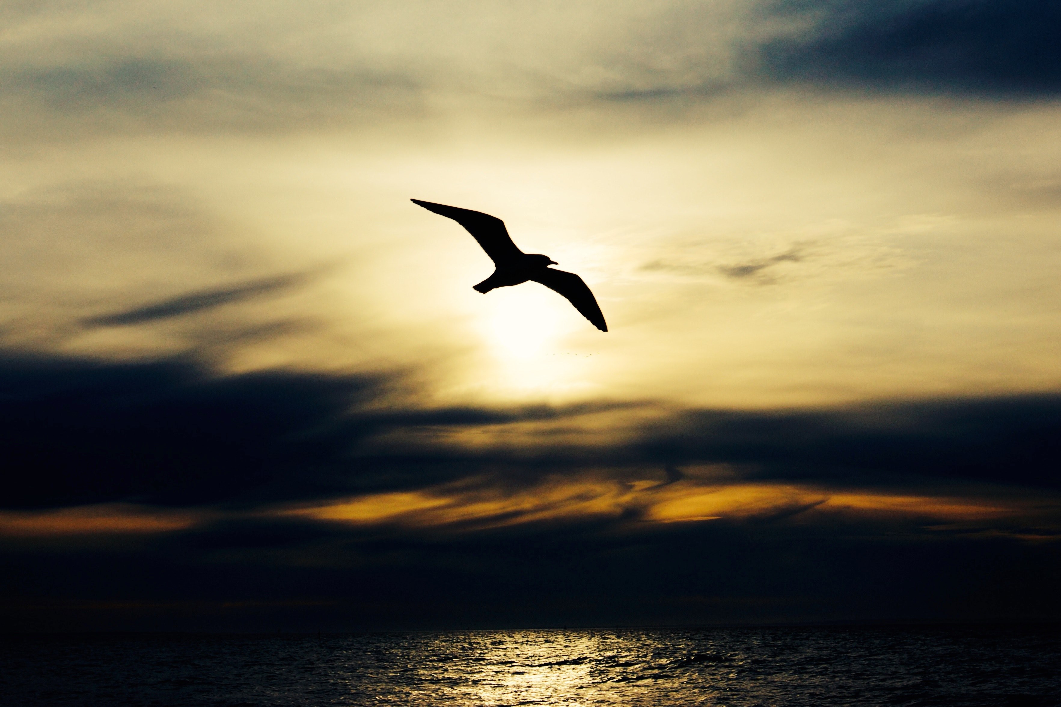 the silhouette of a seagull at dawn against the sky during sunrise, sunrise seagull silhouette 4k, HD Wallpaper