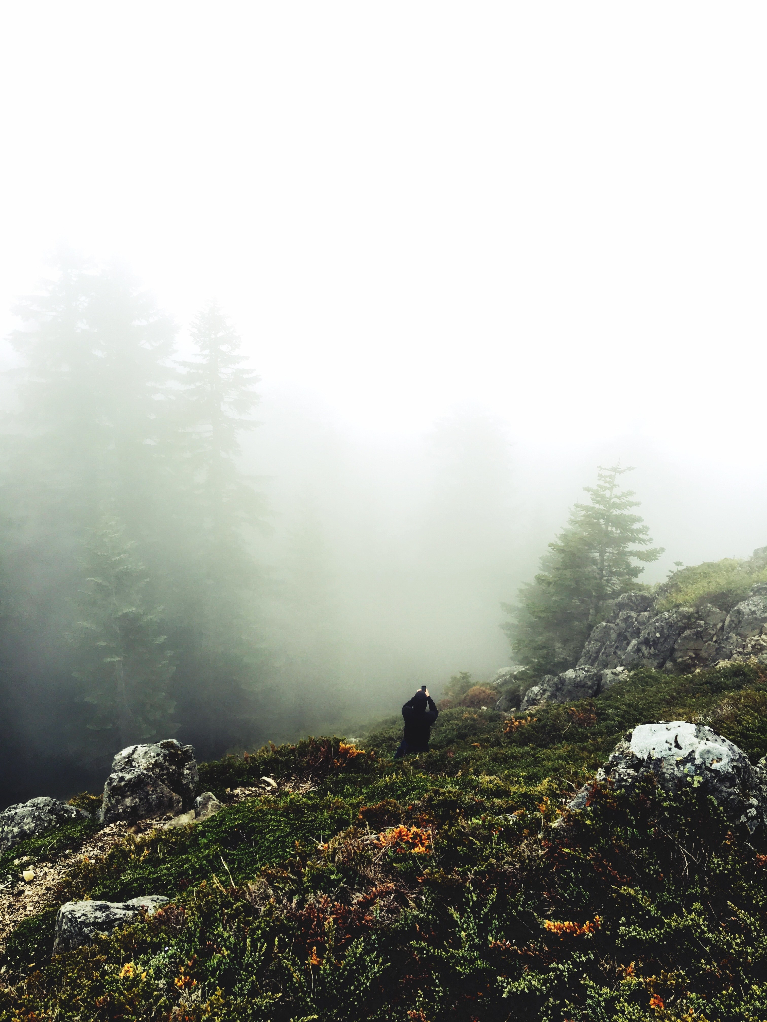 moody fog pine and pnw hd, 4k, Phone HD Wallpaper