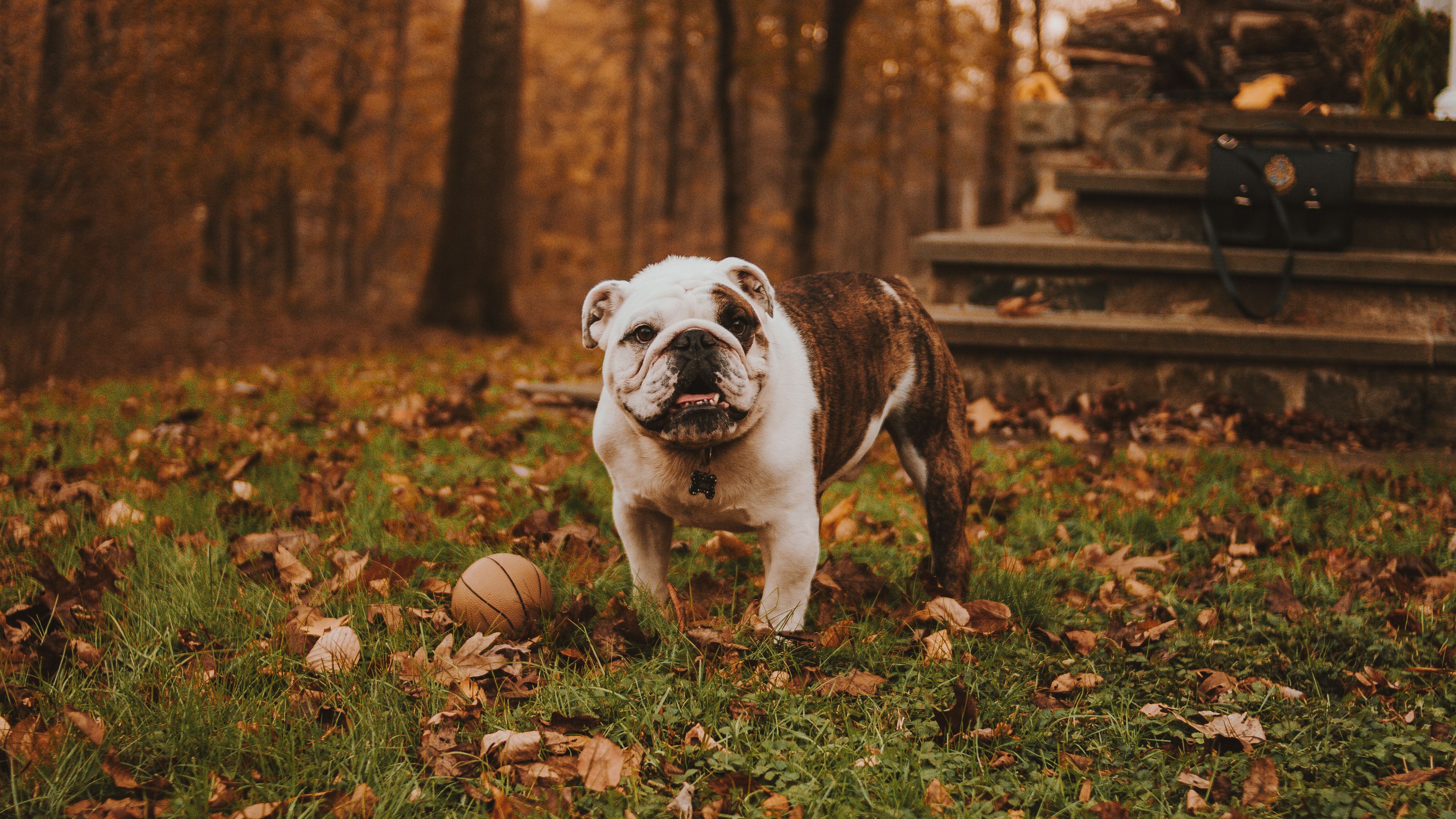 bulldog, muzzle, ball, autumn, grass, 4k, HD Wallpaper
