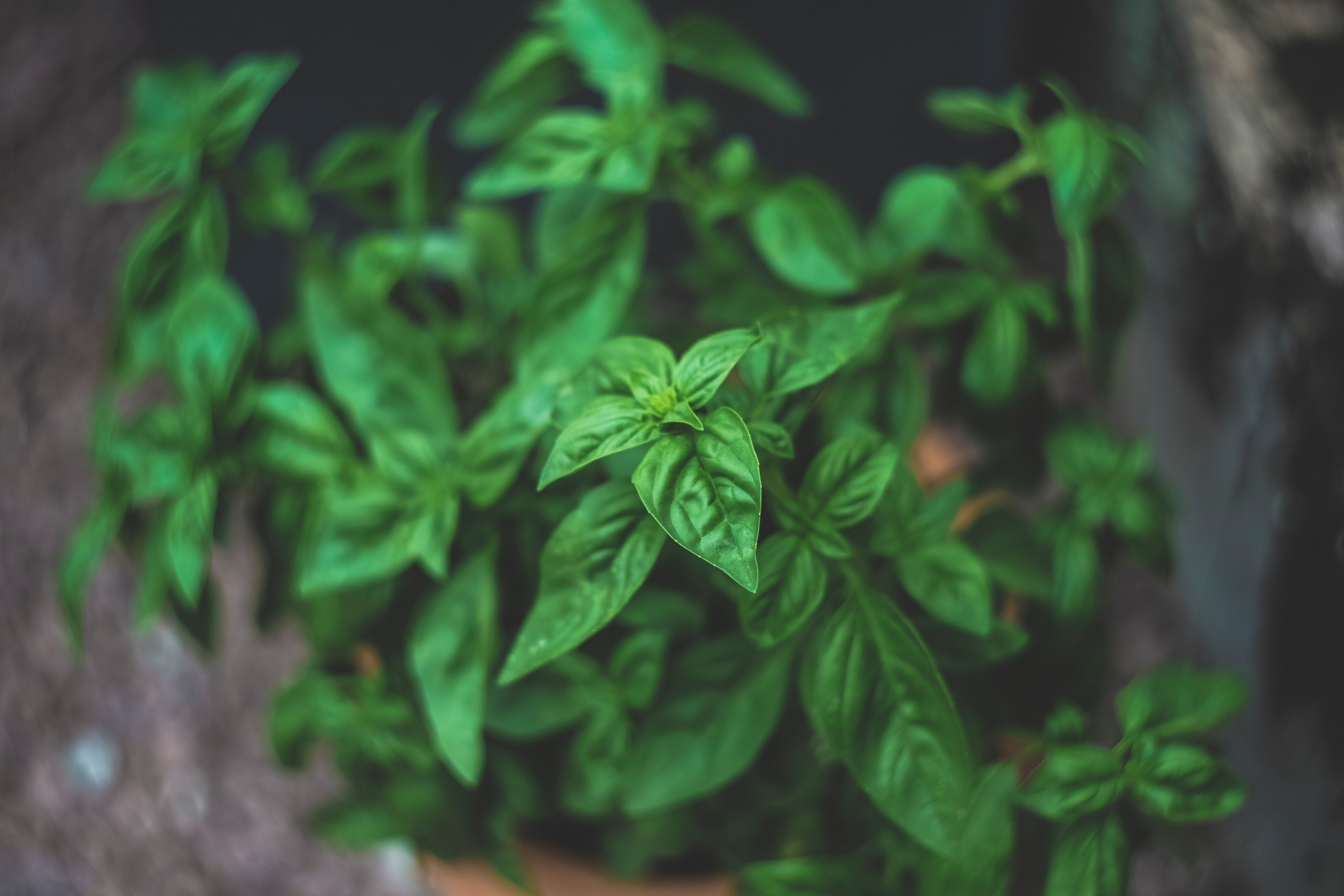 food herb green and basil 4k, HD Wallpaper