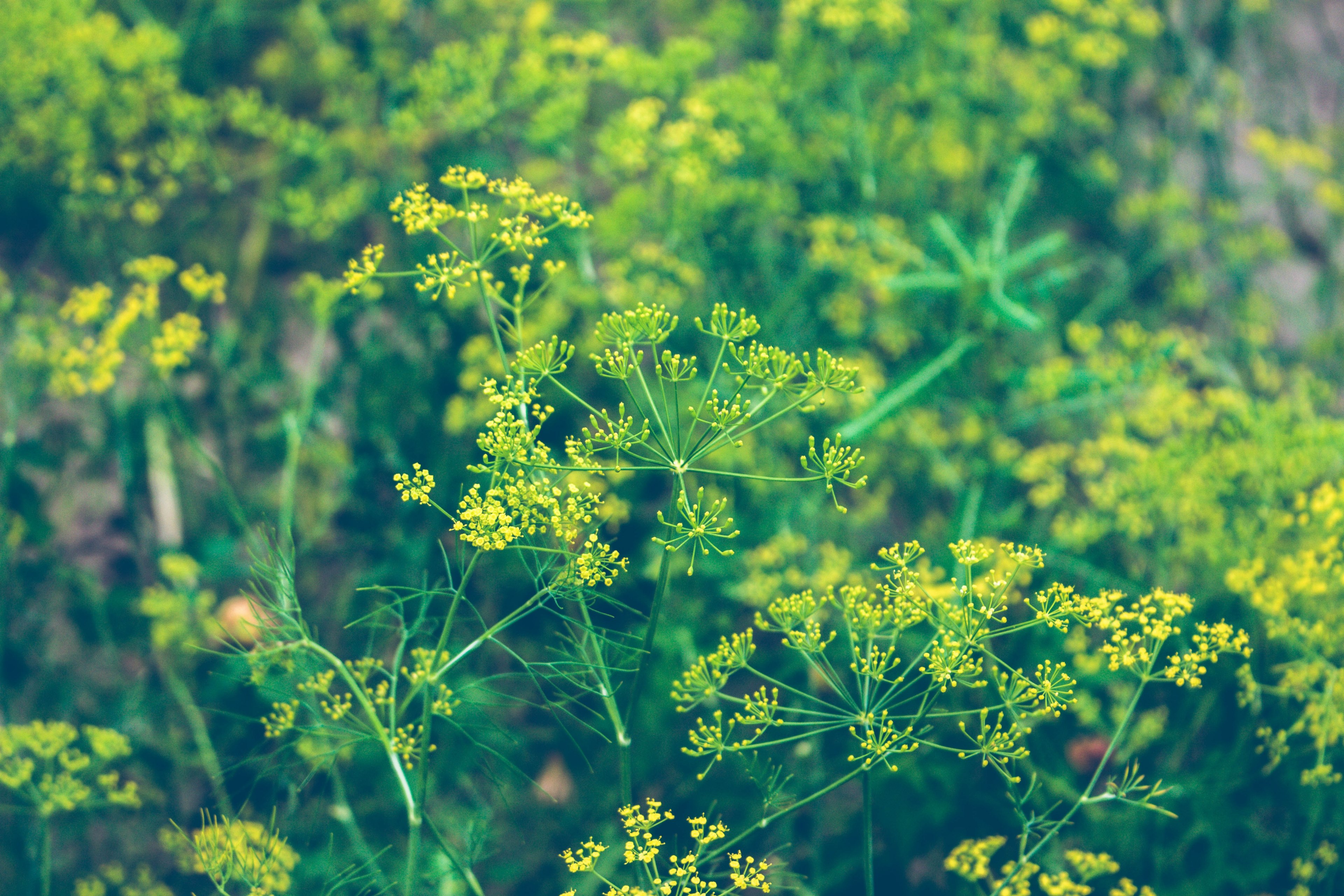 a close up shot of flowering dill plants, flowering dill 4k, HD Wallpaper