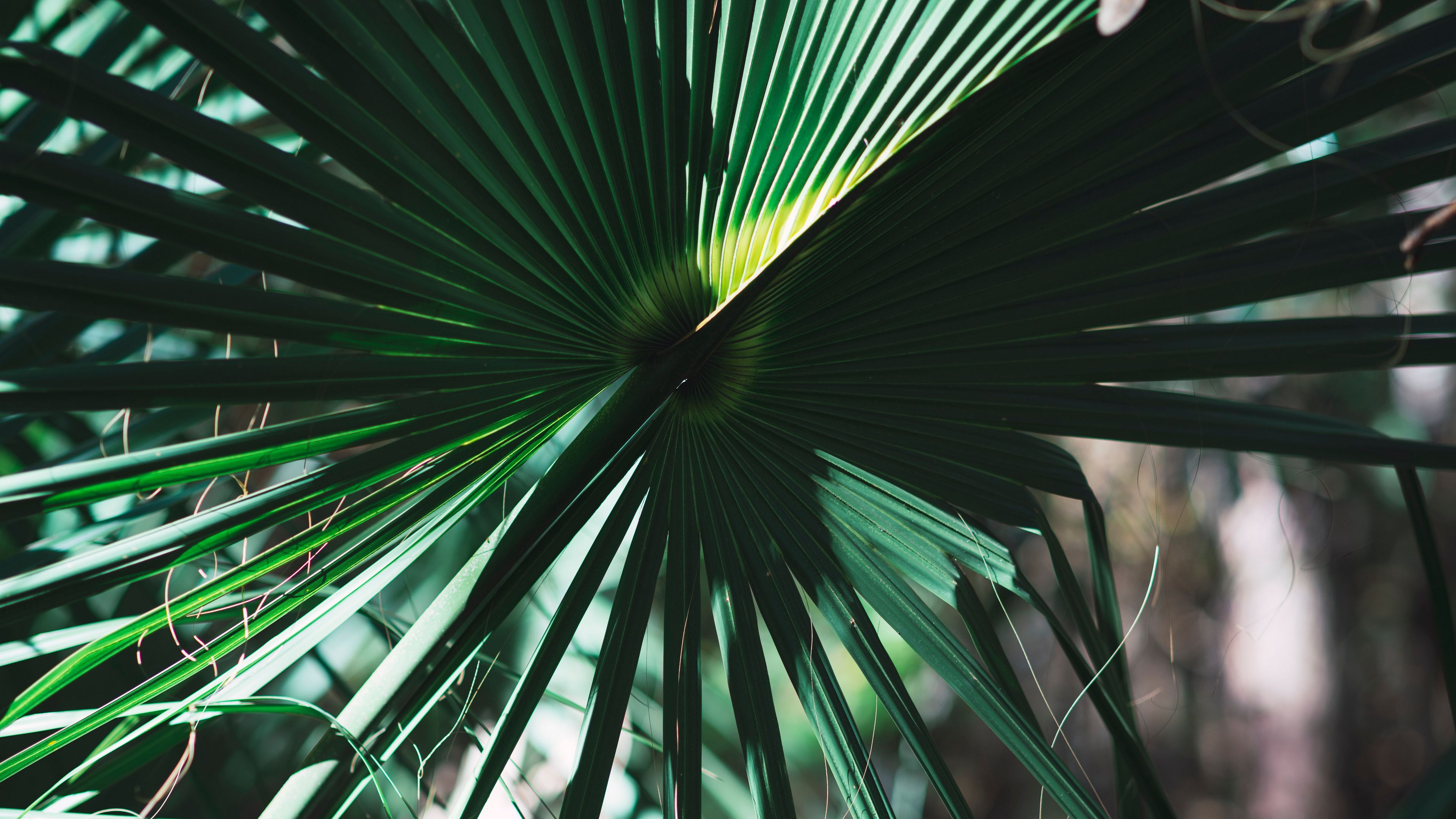leaves, plant, green, shadow, 4k, HD Wallpaper