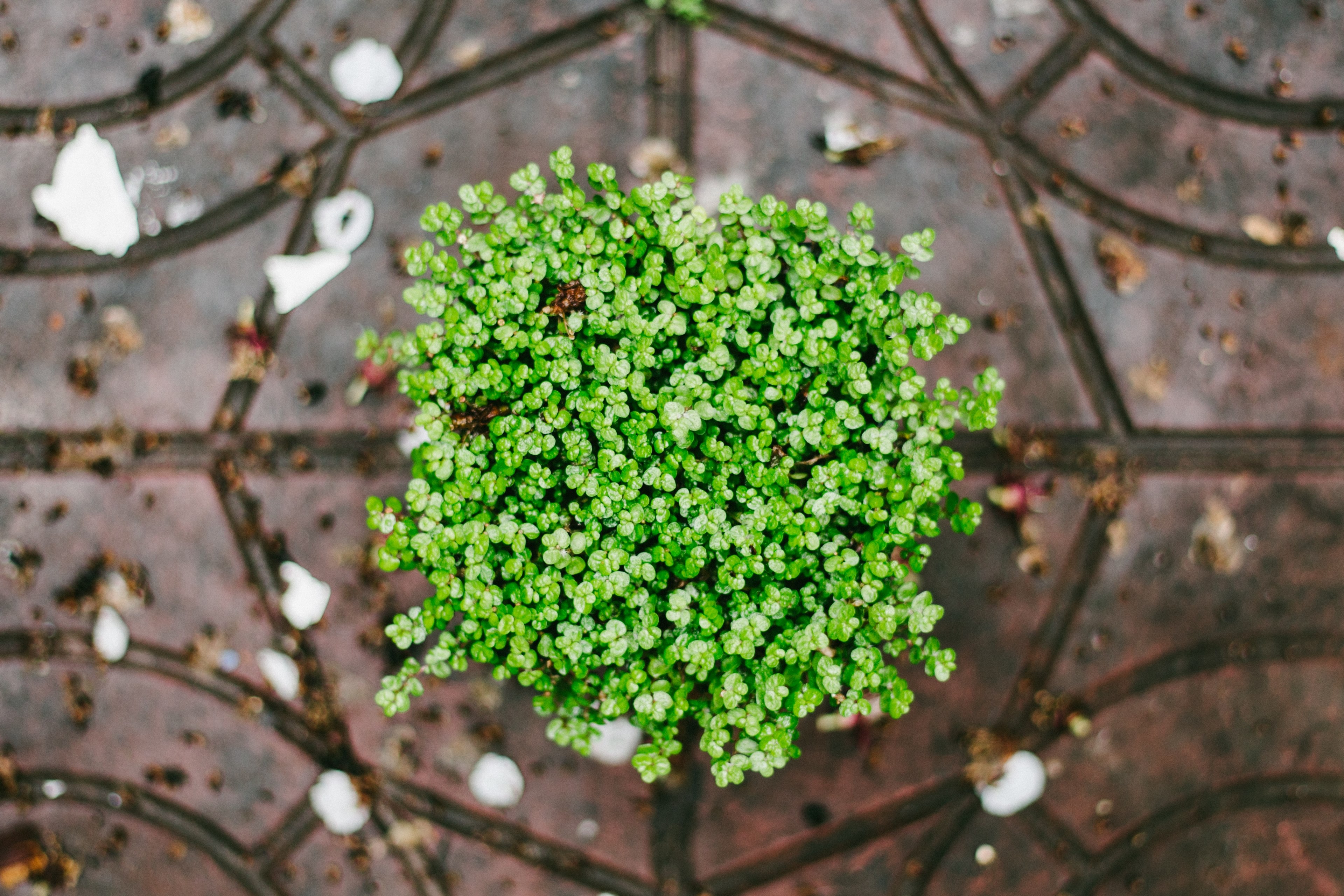 green leafy bouquet atop a stone patio outdoors, green plant 4k, HD Wallpaper