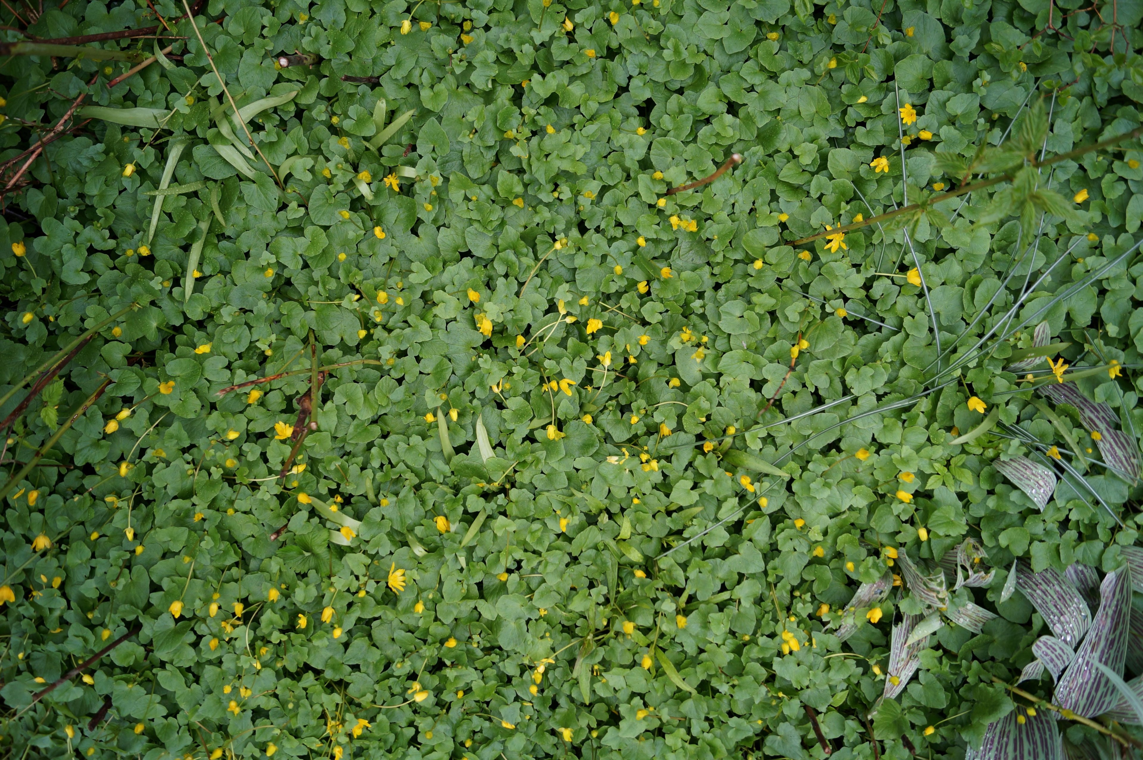a top view of a patch of buttercup flowers, tiny yellow flowers on green 4k, HD Wallpaper