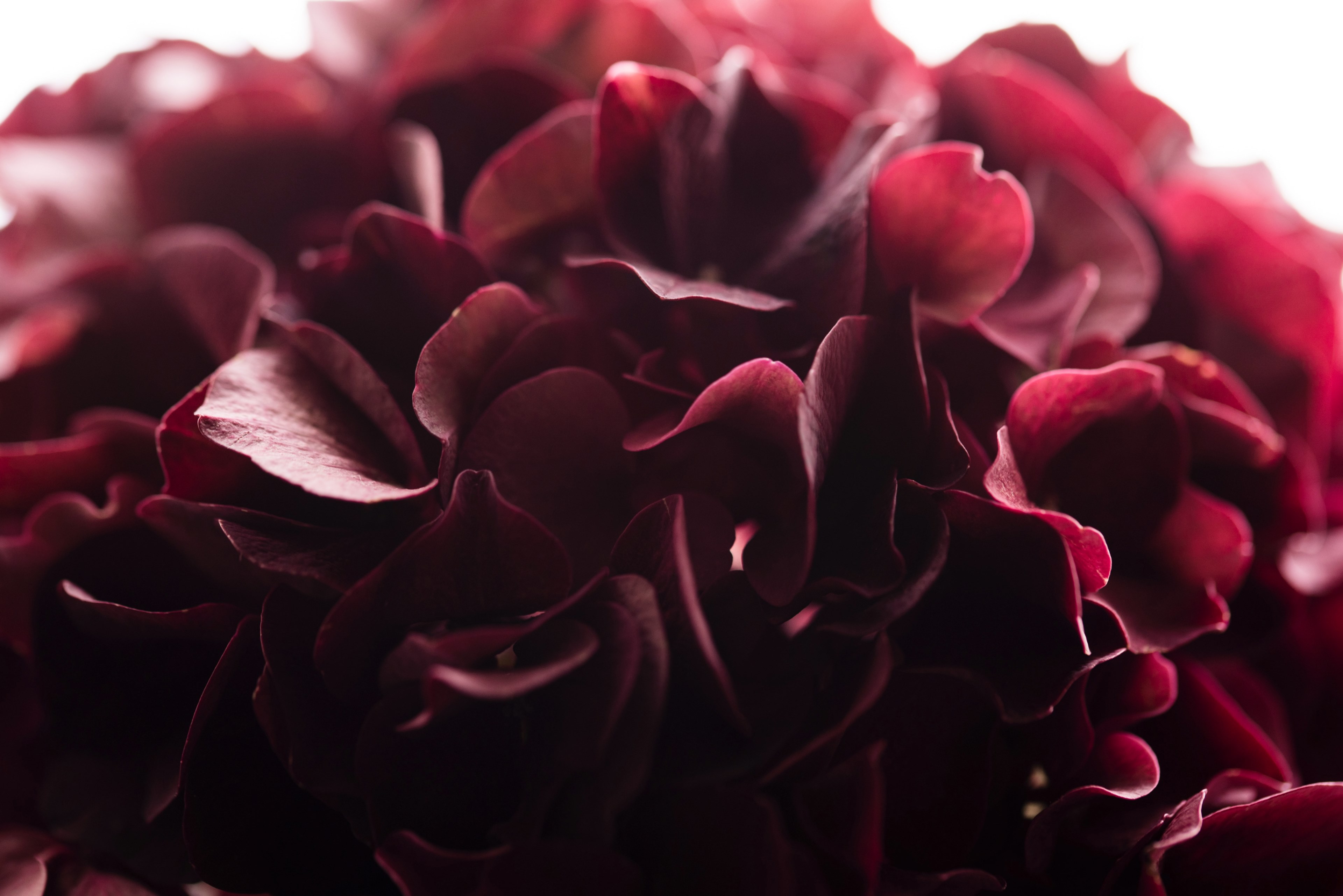 close up of cherry red hydrangea petals, red hydrangea flowers 4k, HD Wallpaper