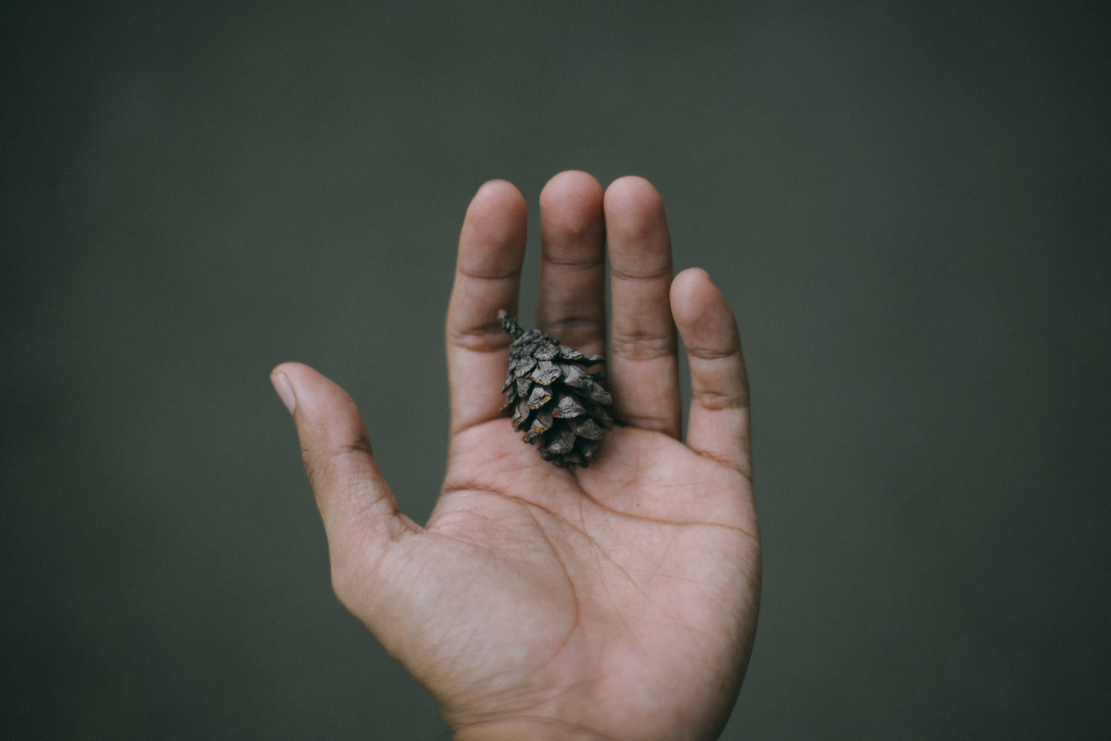 hand finger pinecone and holding 4k, HD Wallpaper