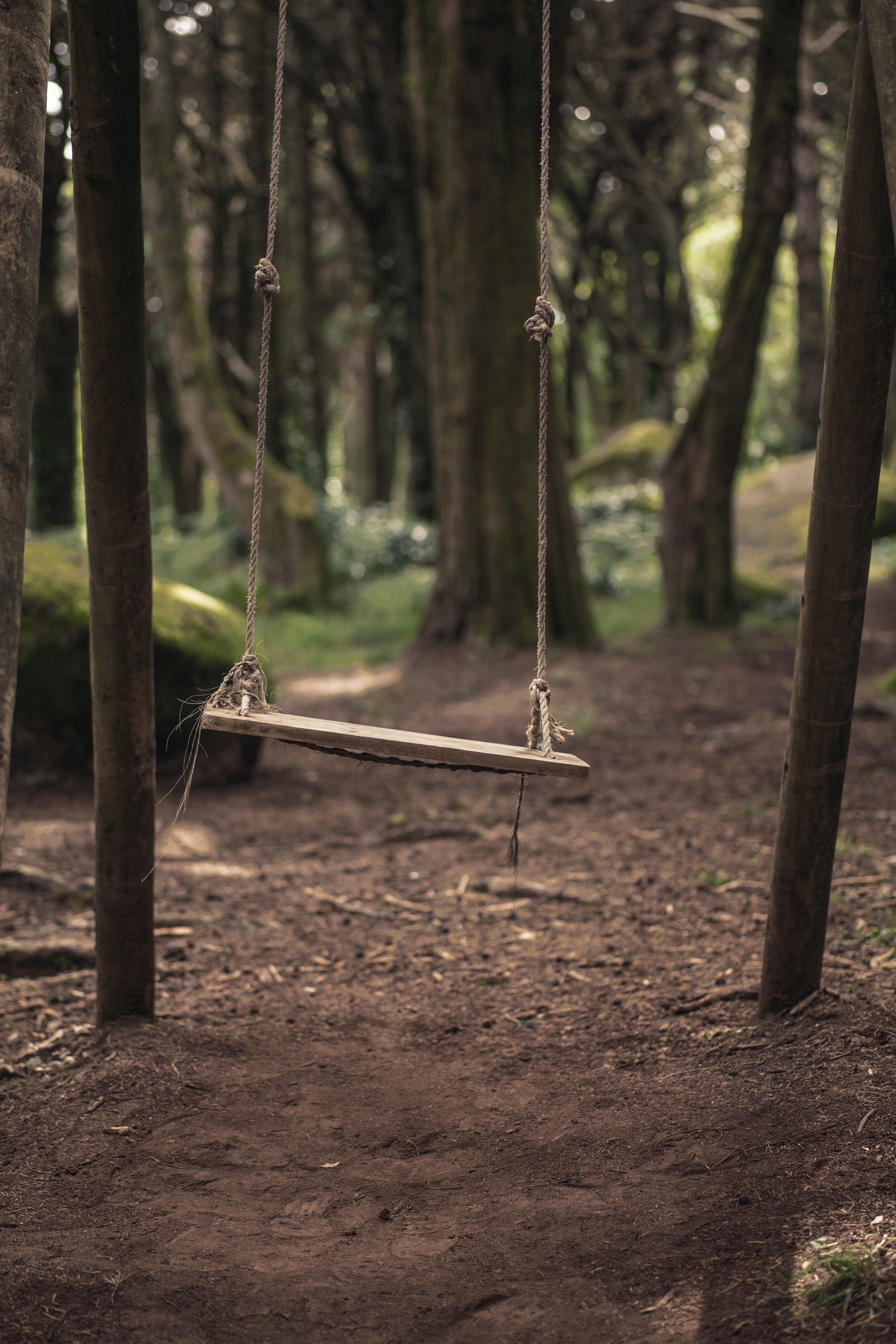 swing wood forest and nature hd, 4k, Phone HD Wallpaper