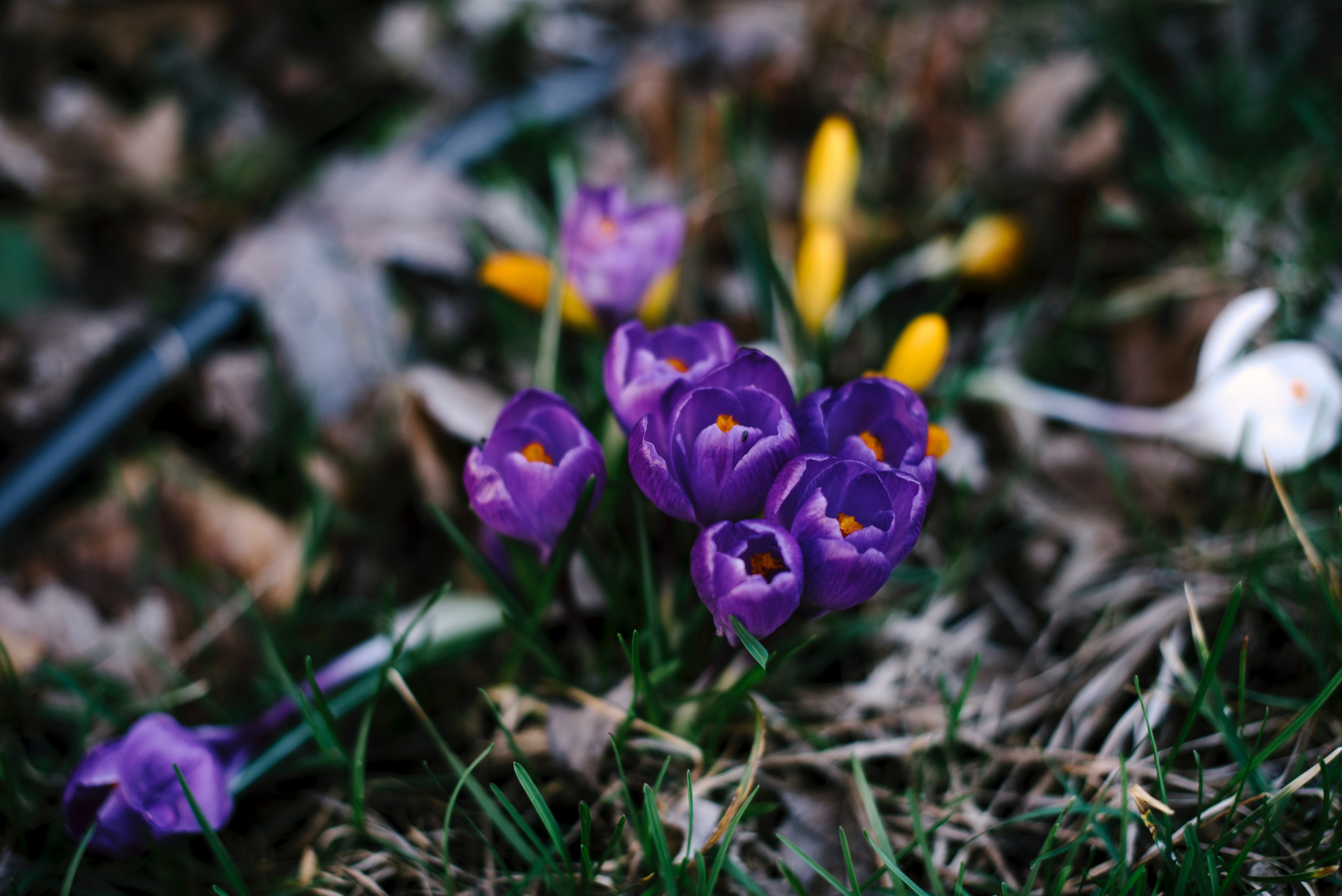 small group of purple crocus flowers blooming in spring with grass, grass crocus spring group 4k, HD Wallpaper
