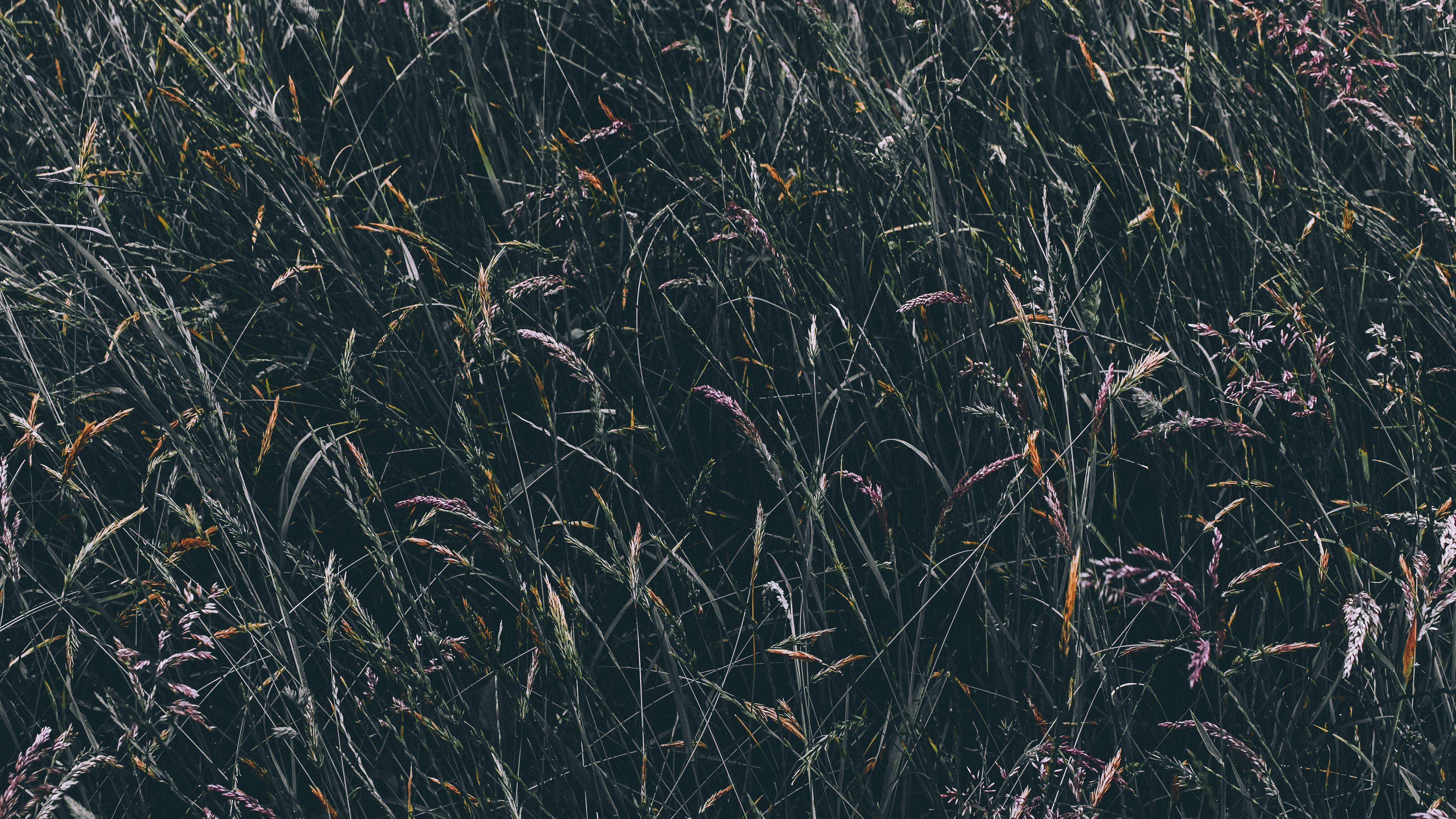 grass, vegetation, field, 4k, HD Wallpaper