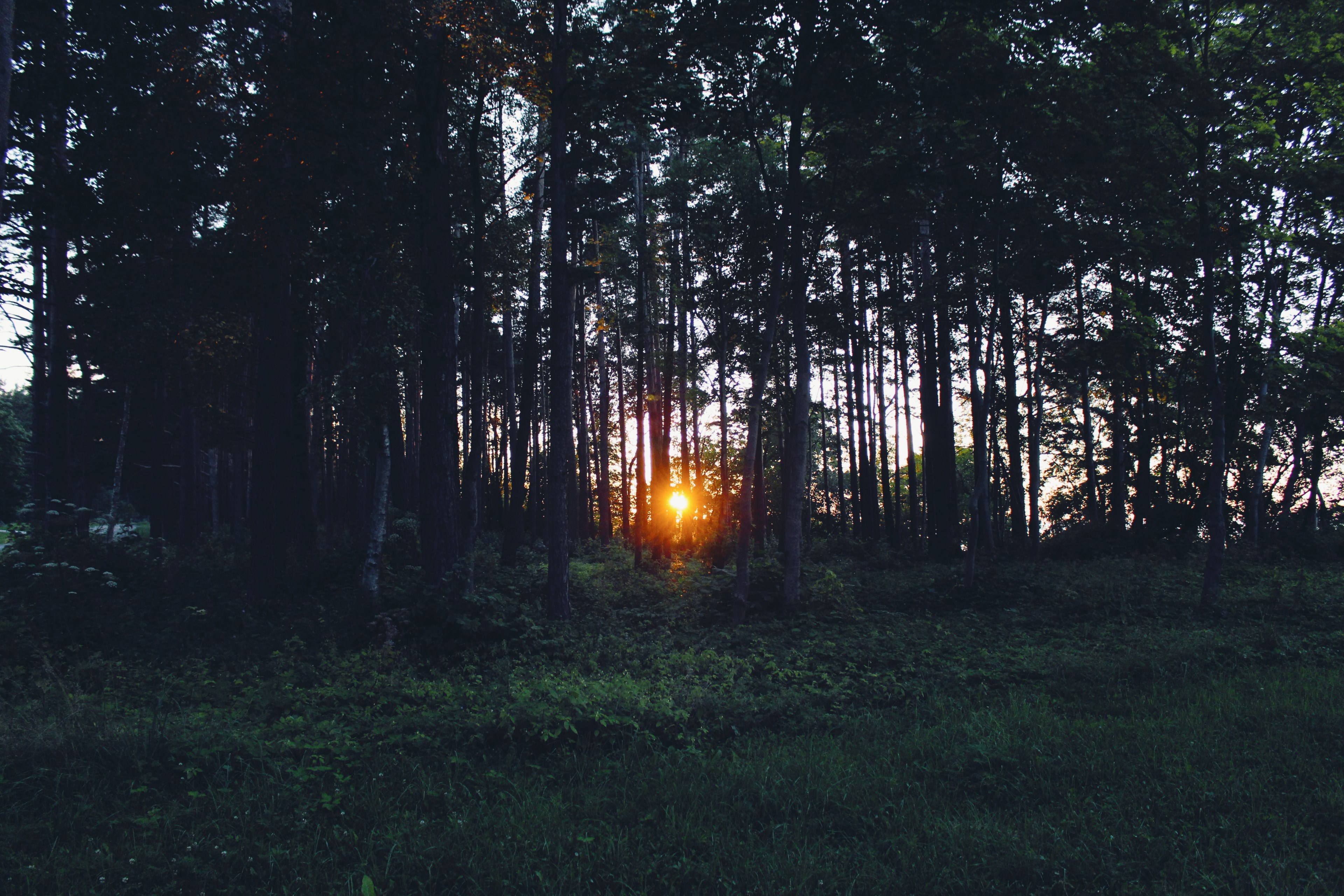 the setting sun breaks through the gaps between tree trunks in a grove, green grove during golden hour 4k, HD Wallpaper