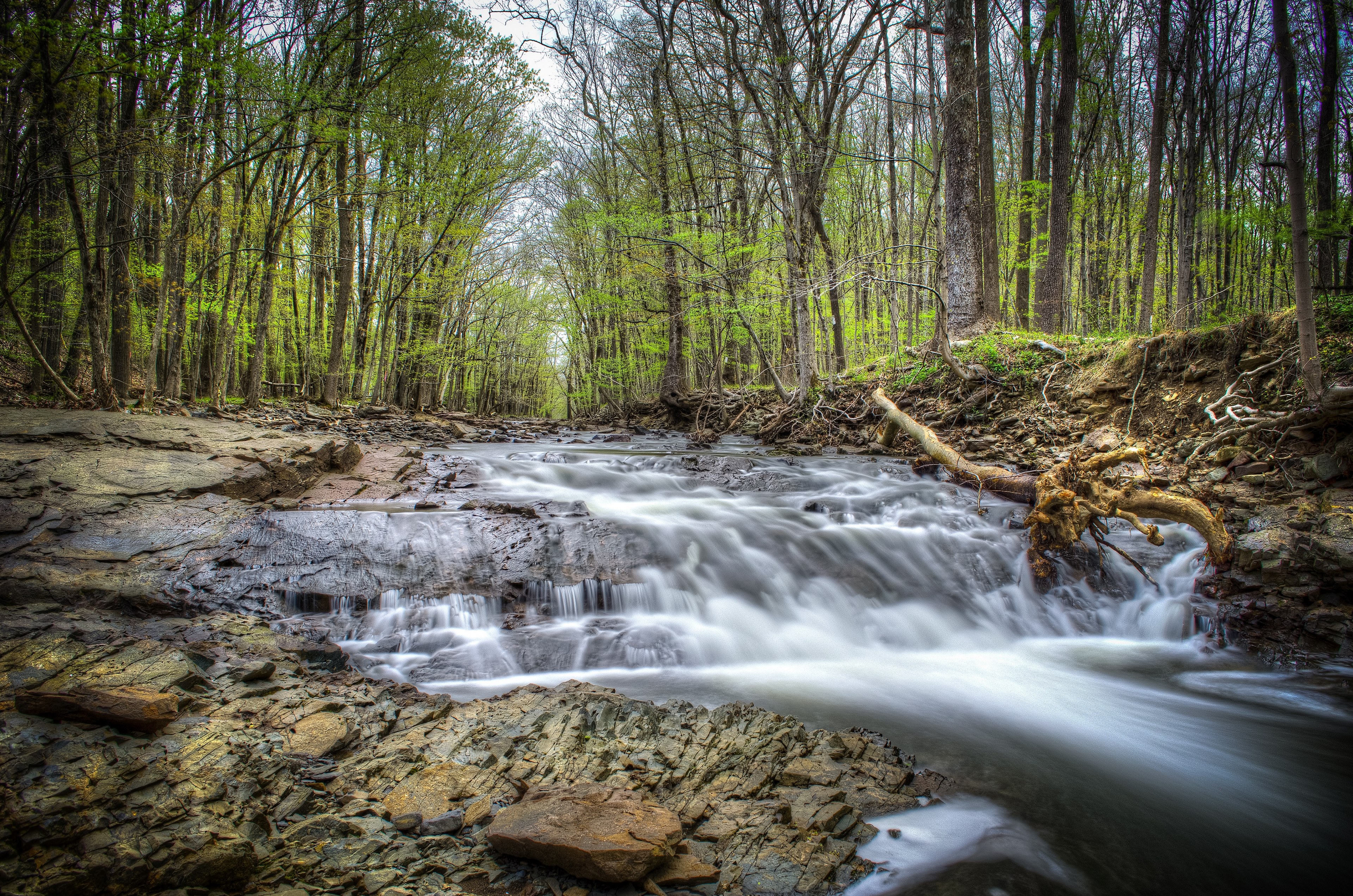 rock wooden log wood and forest 4k, HD Wallpaper