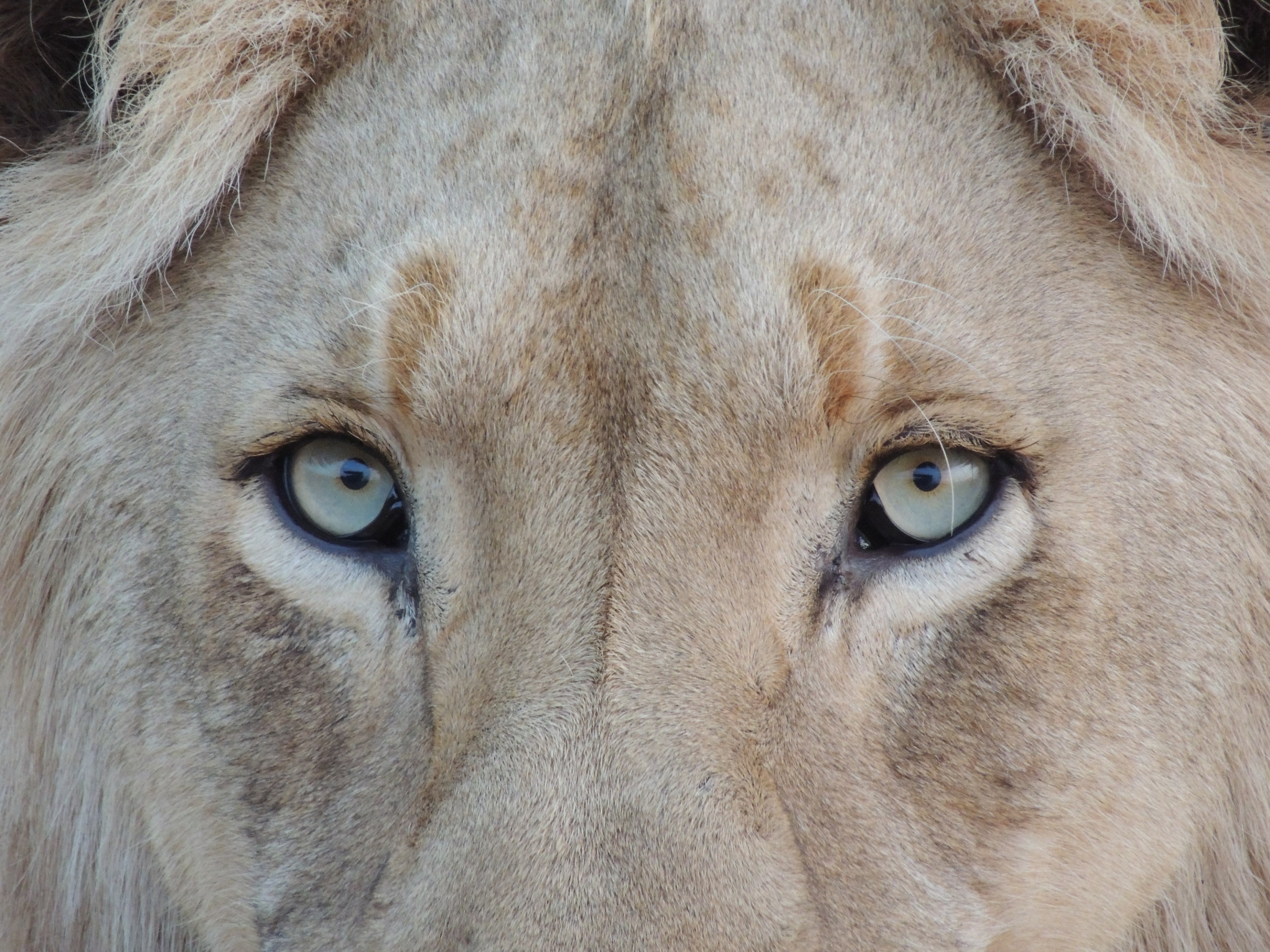 a close up of a lions eyes, it happend in a safari in krugger park 4k, HD Wallpaper