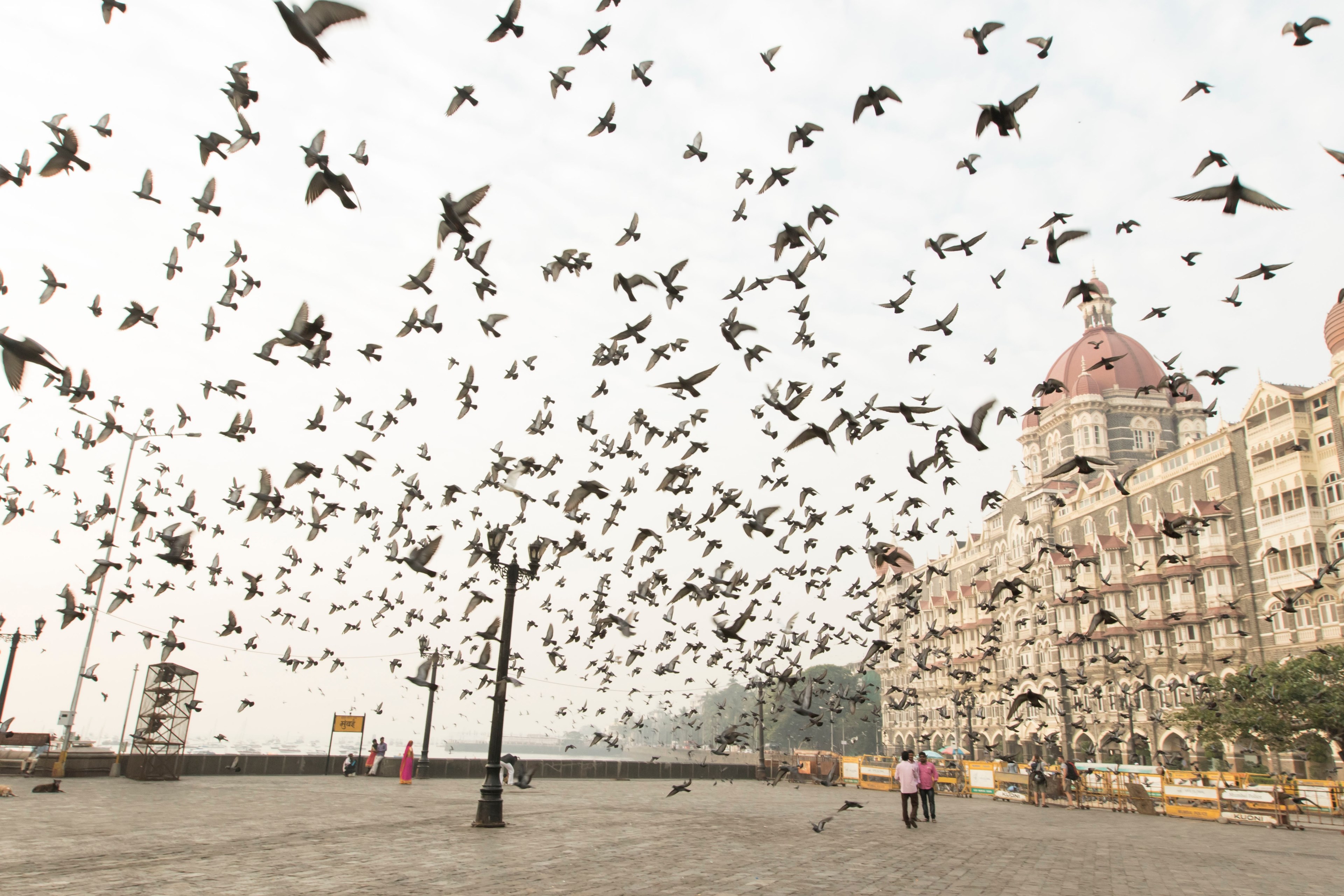 seaside mumbai taj and bird 4k, HD Wallpaper