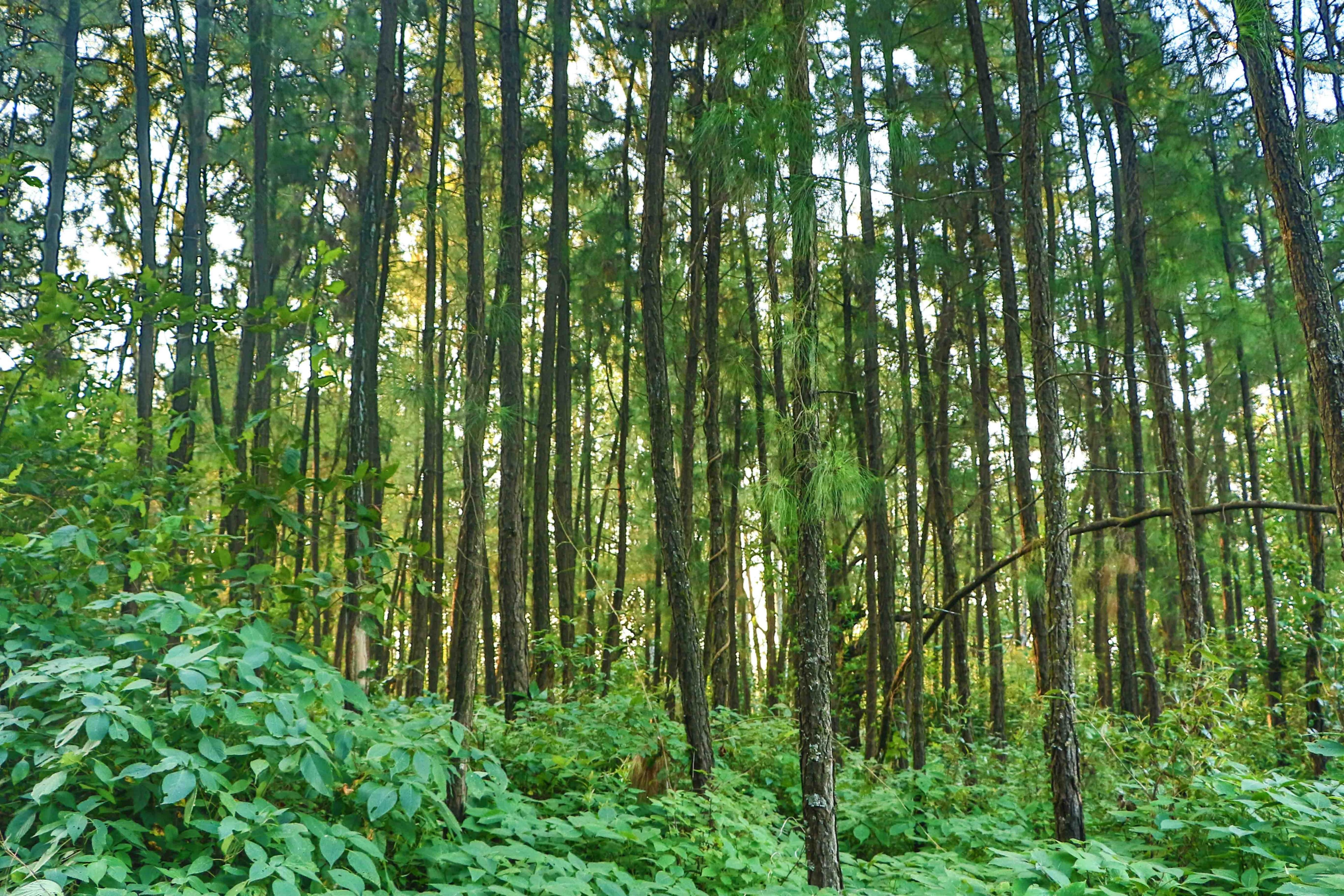 greenery green tree and panchgani 4k, HD Wallpaper