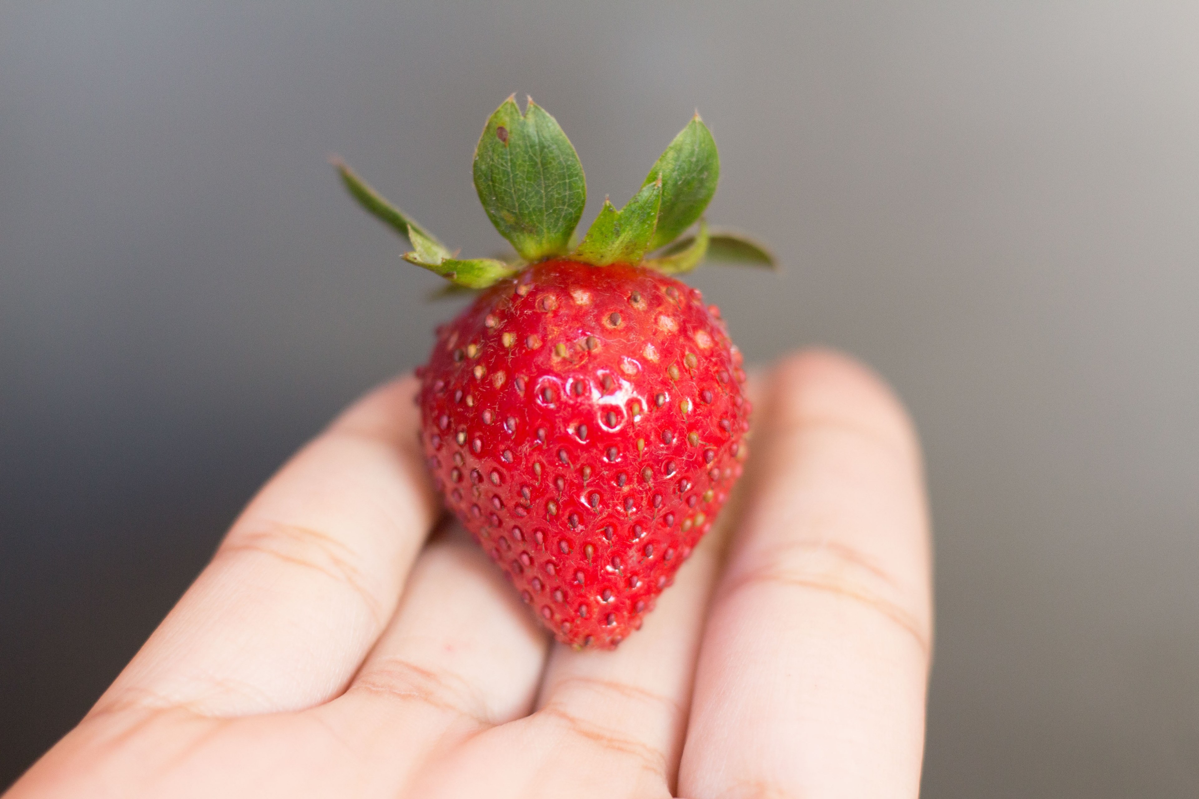 hand holding a small fresh strawberry, fresh strawberry 4k, HD Wallpaper