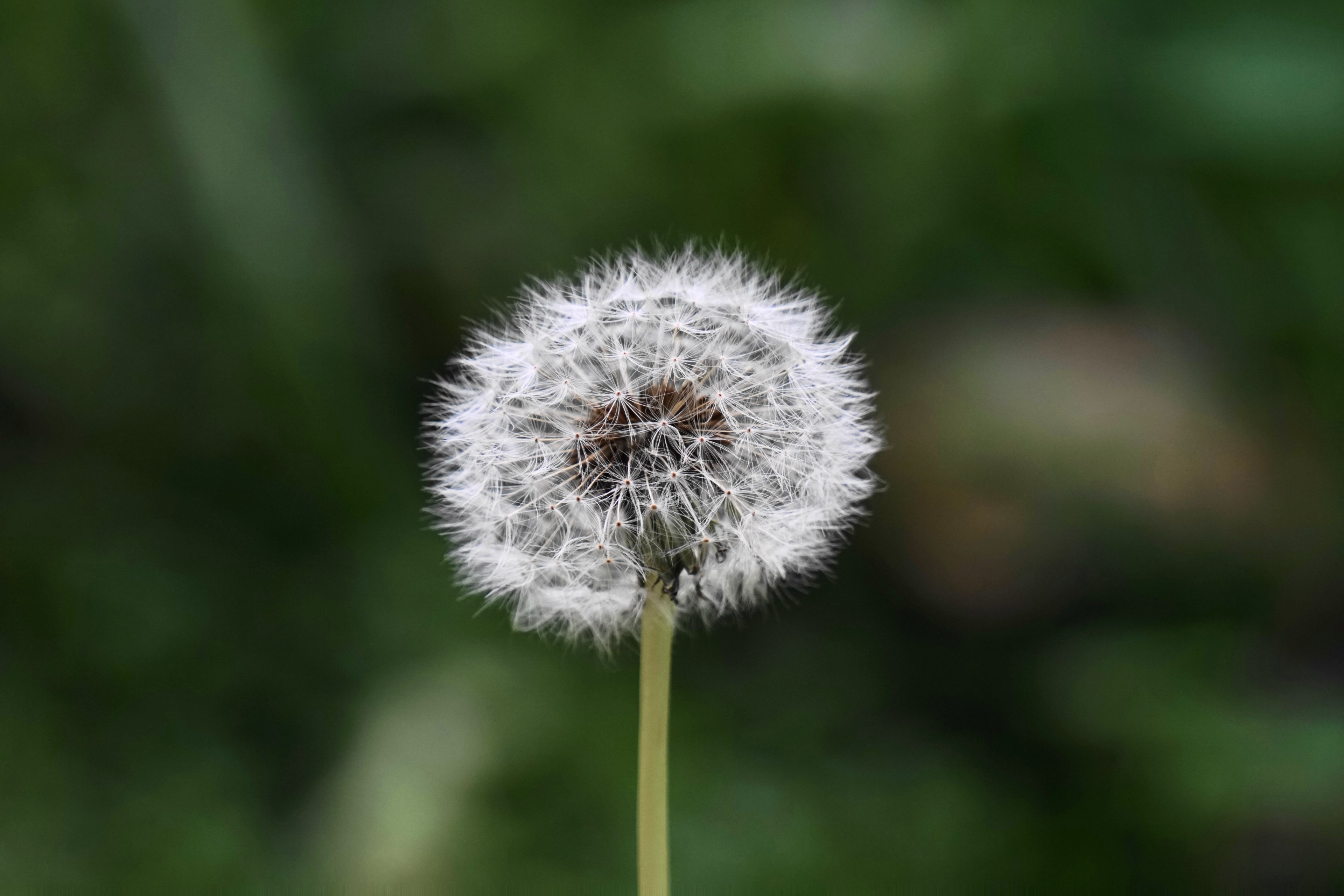dandelion weed with fluffy seeds, fluffy dandelion seeds 4k, HD Wallpaper
